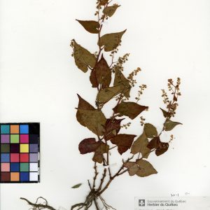 Renouée à noeuds ciliés