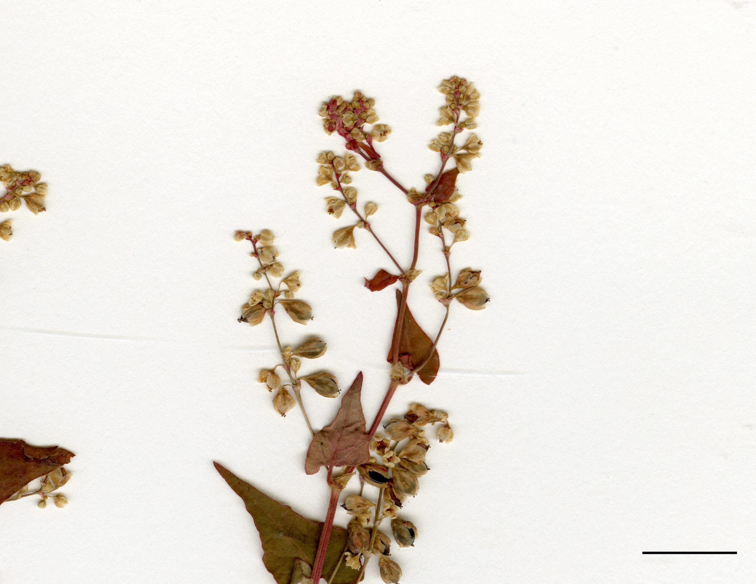 Petites fleurs généralement blanchâtres, réunies en grappes paniculées au sommet des tiges et à l'aisselle des feuilles.