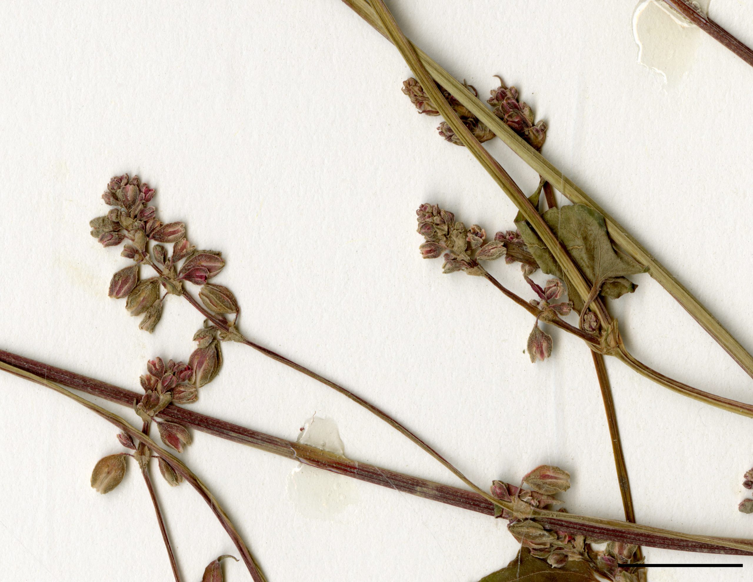 Petites grappes de fleurs blanchâtres à rougeâtres au sommet des tiges et à l'aisselle des feuilles