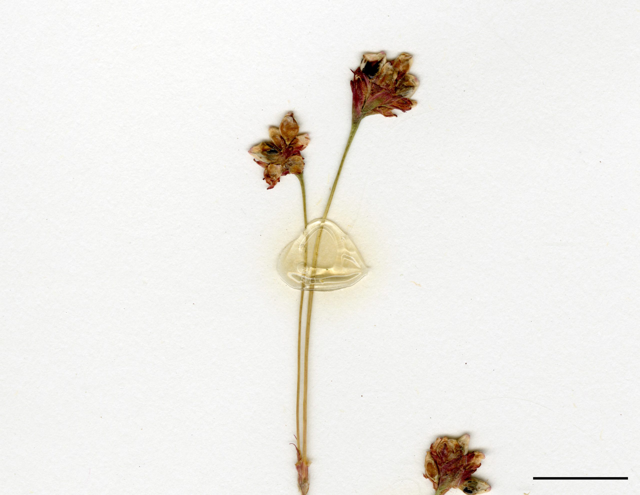 Petites fleurs rosées réunies en 1 ou 2 glomérules longuement pédonculés au sommet des tiges et à l'aisselle des feuilles.