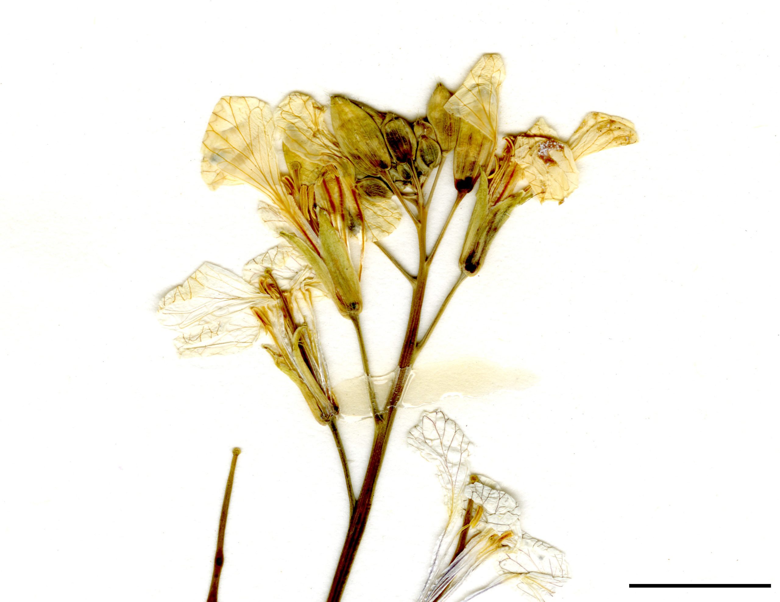 Fleurs jaunâtres, parfois blanches à rosées au sommet de la tige et des rameaux.