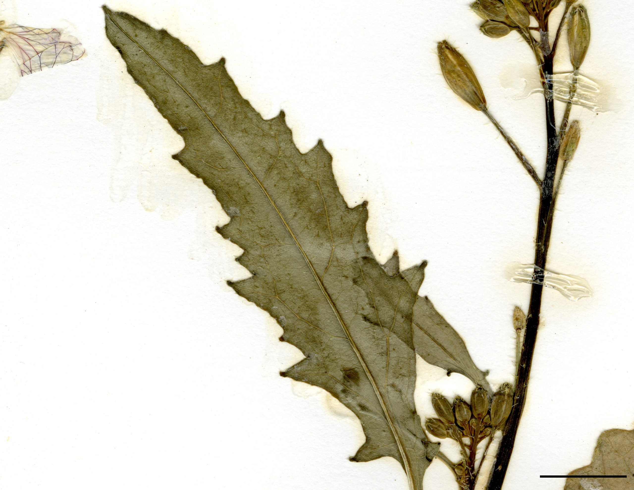 Feuilles du haut de la tige grossièrement dentées, quelques fois 1 ou 2 lobes à la base.