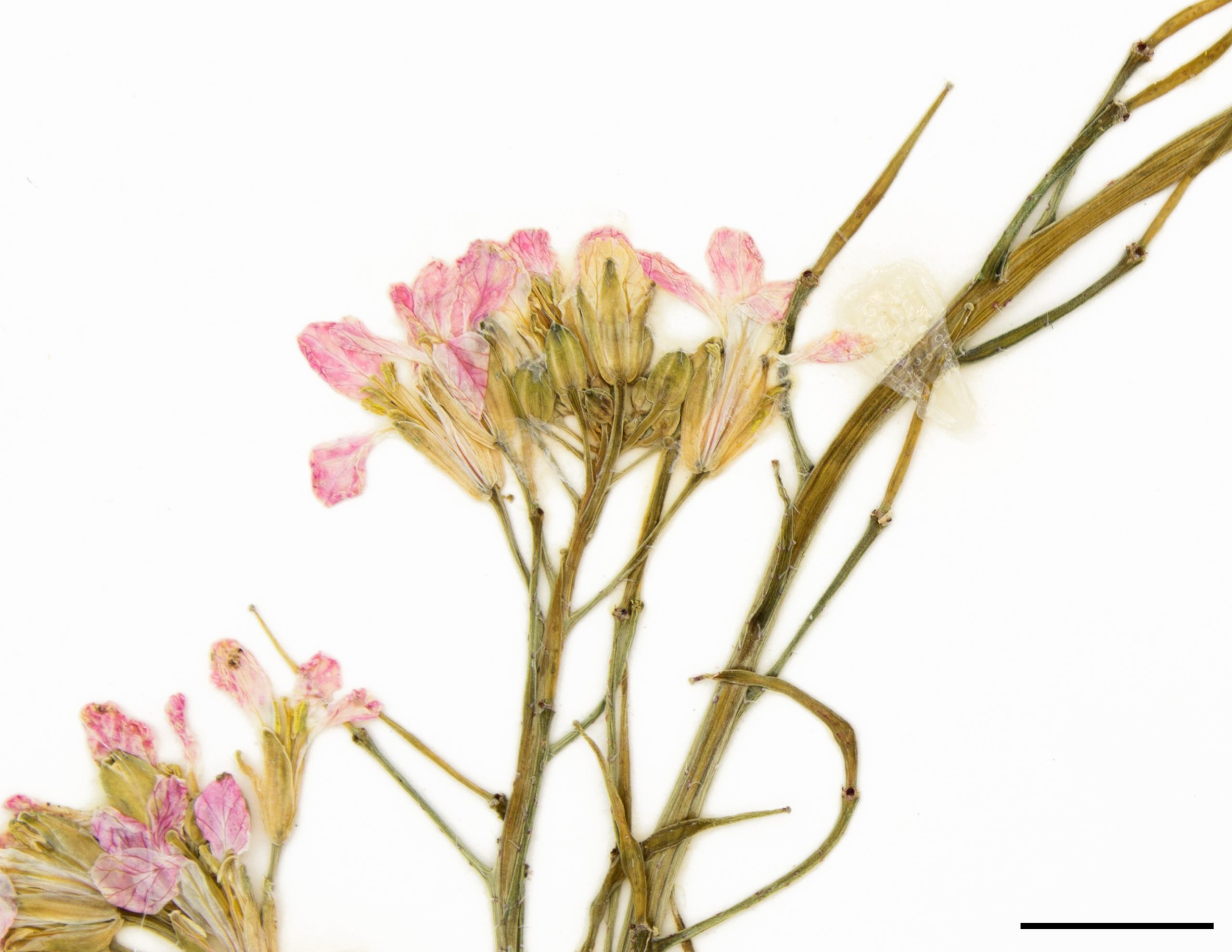 Fleurs blanchâtres à violacées au sommet de la tige et des rameaux.