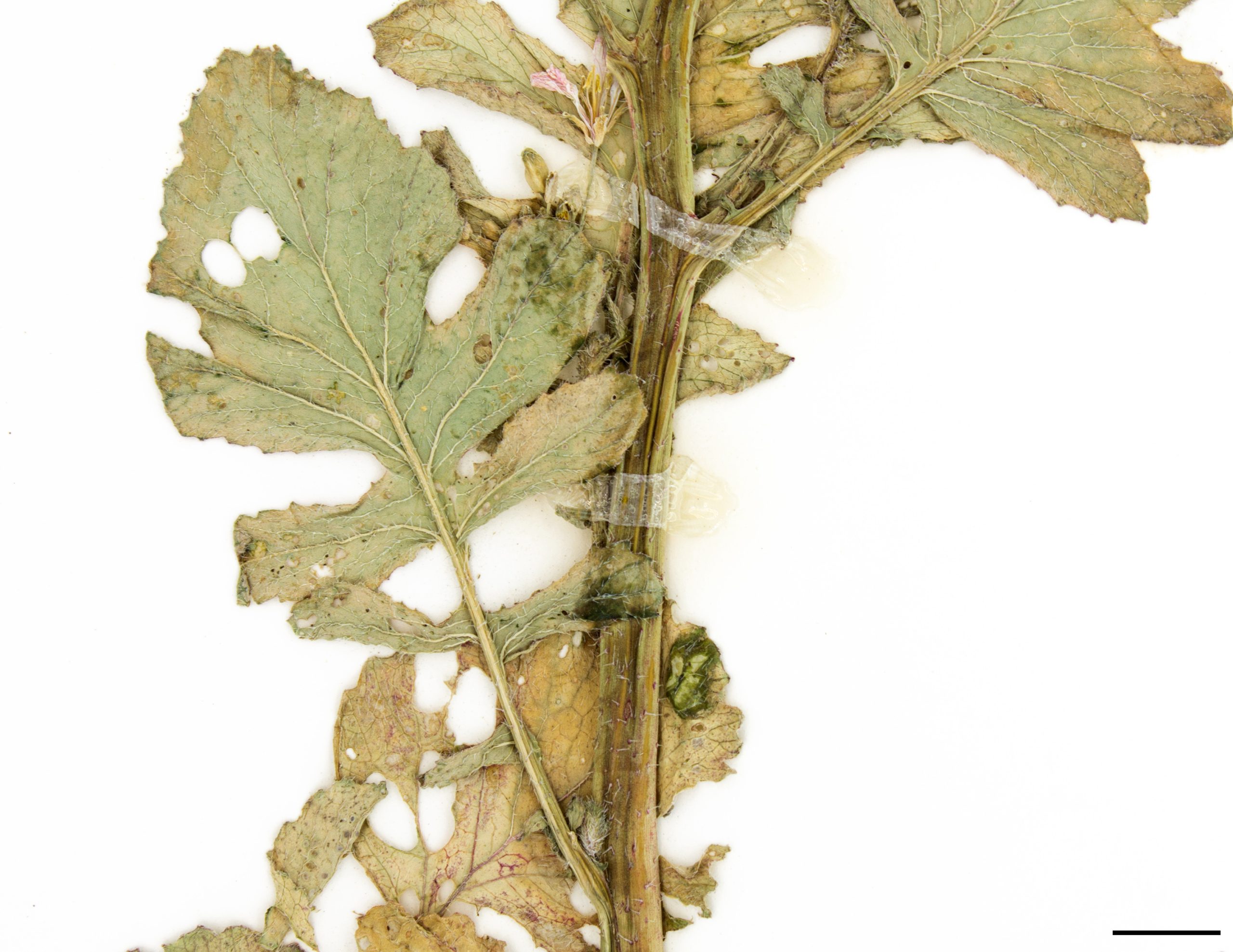 Feuilles du bas de la tige profondément découpées.