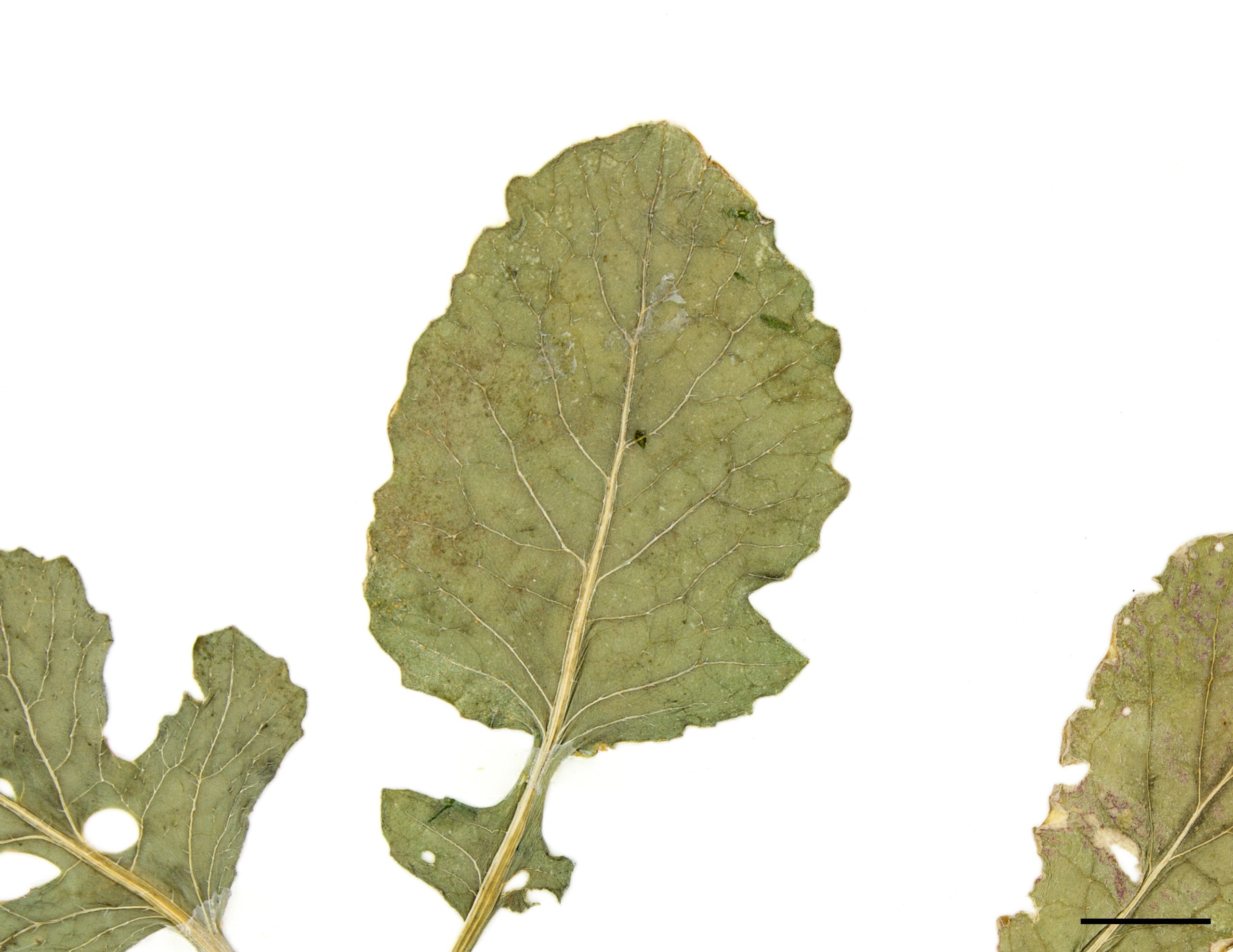 Feuilles du haut de la tige grossièrement dentées avec quelques fois, 1 ou 2 lobes à la base.