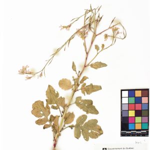 Radis cultivé