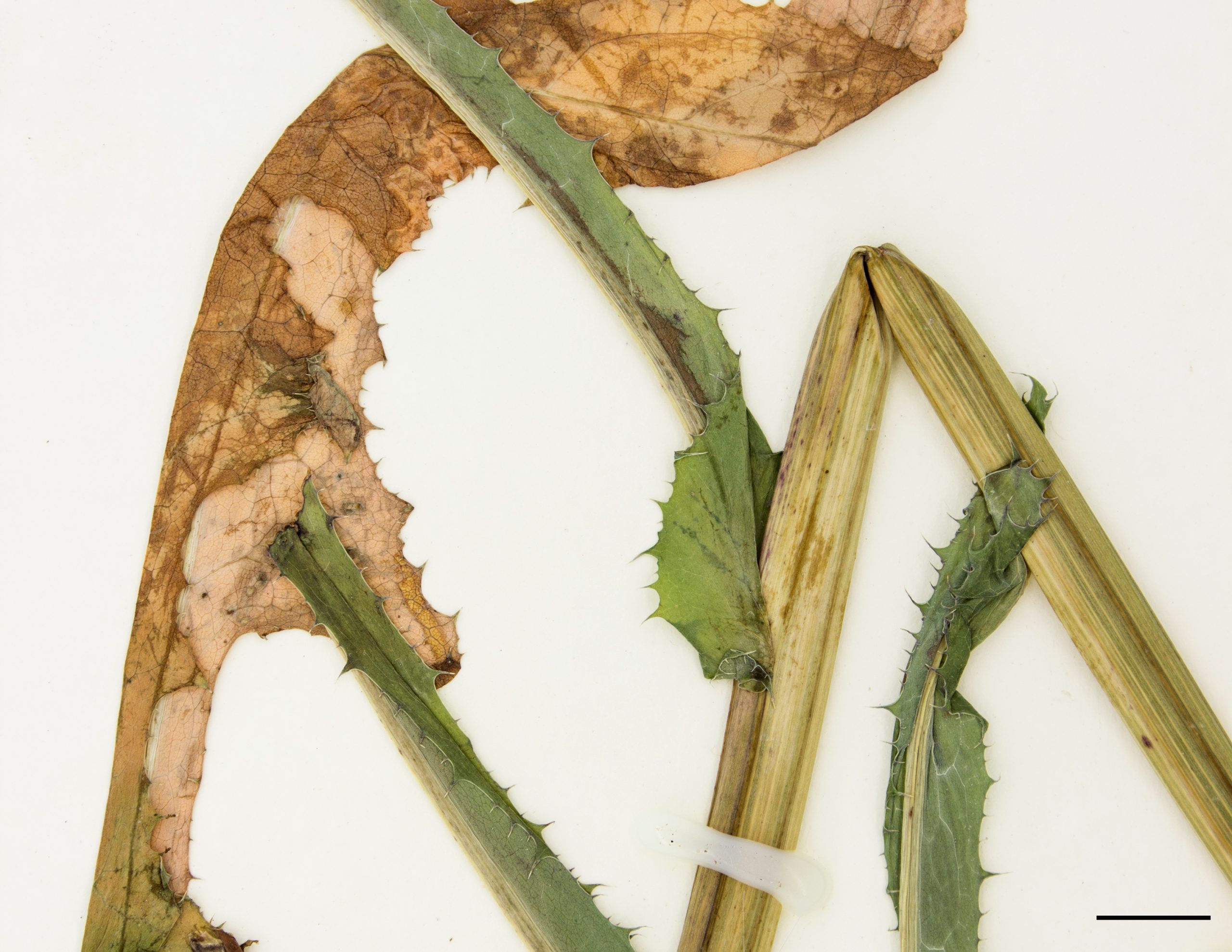 Présence de deux petites oreillettes arrondies qui entourent plus ou moins la tige et prolongent le limbe des feuilles caulinaires.