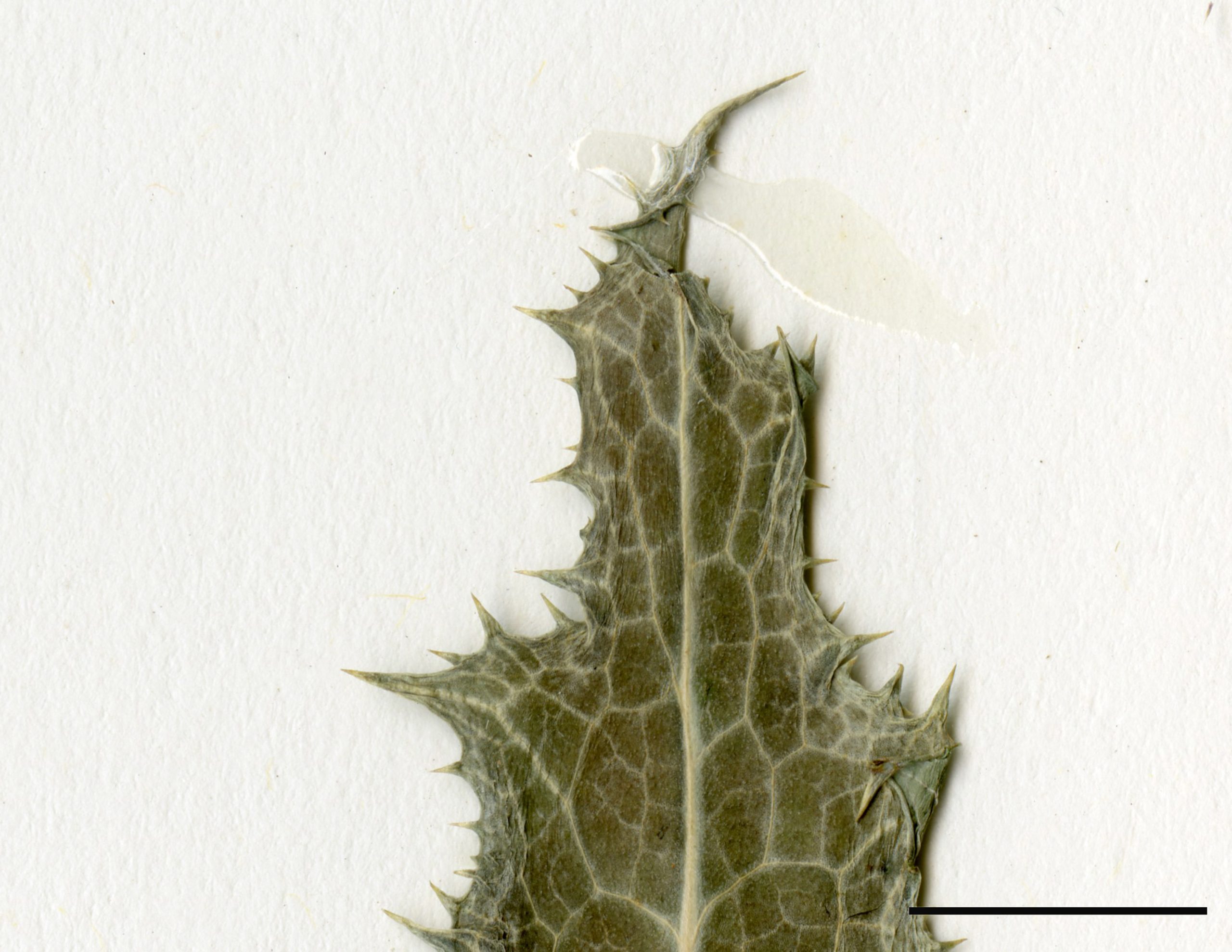 Feuilles rigides à bordure ondulée et munies de dents se terminant par des épines légèrement piquantes.