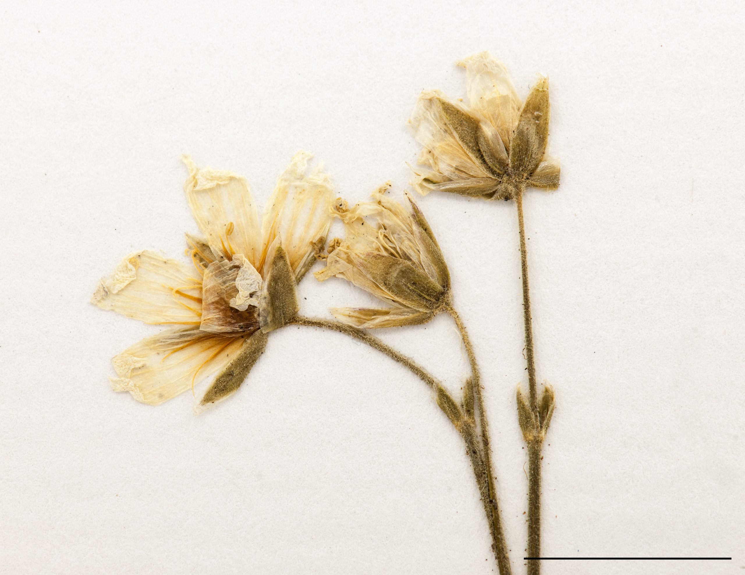 Fleurs disposées en cyme, pétales nettement plus longs que les sépales