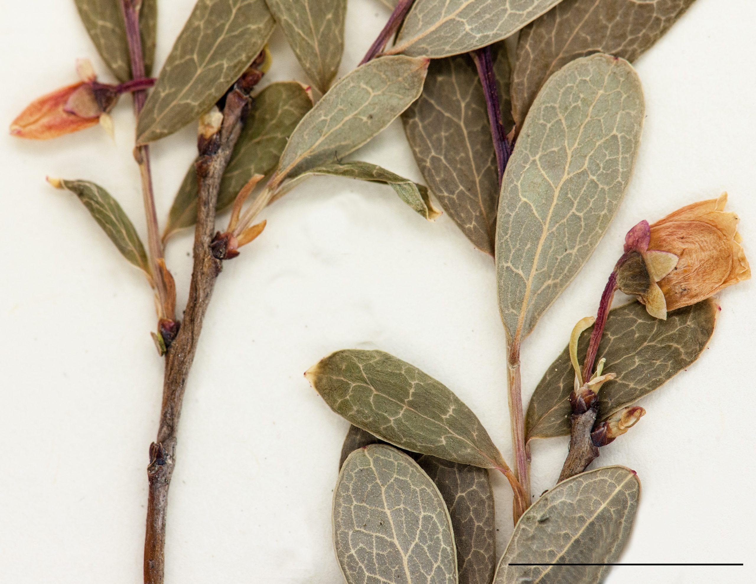 Fleur solitaire ou en paire