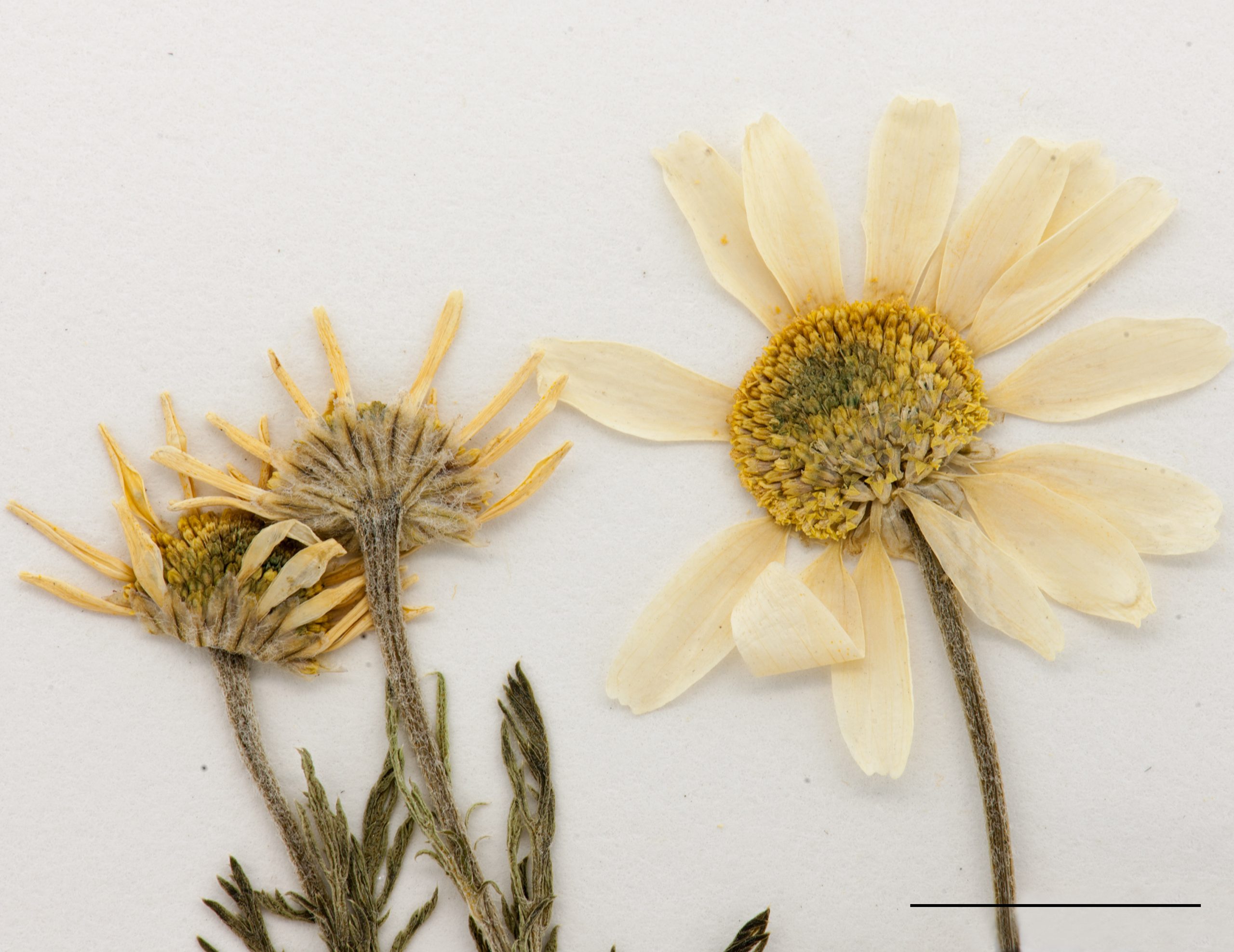 Capitules à rayons blancs et fleurons tubulés jaunes
