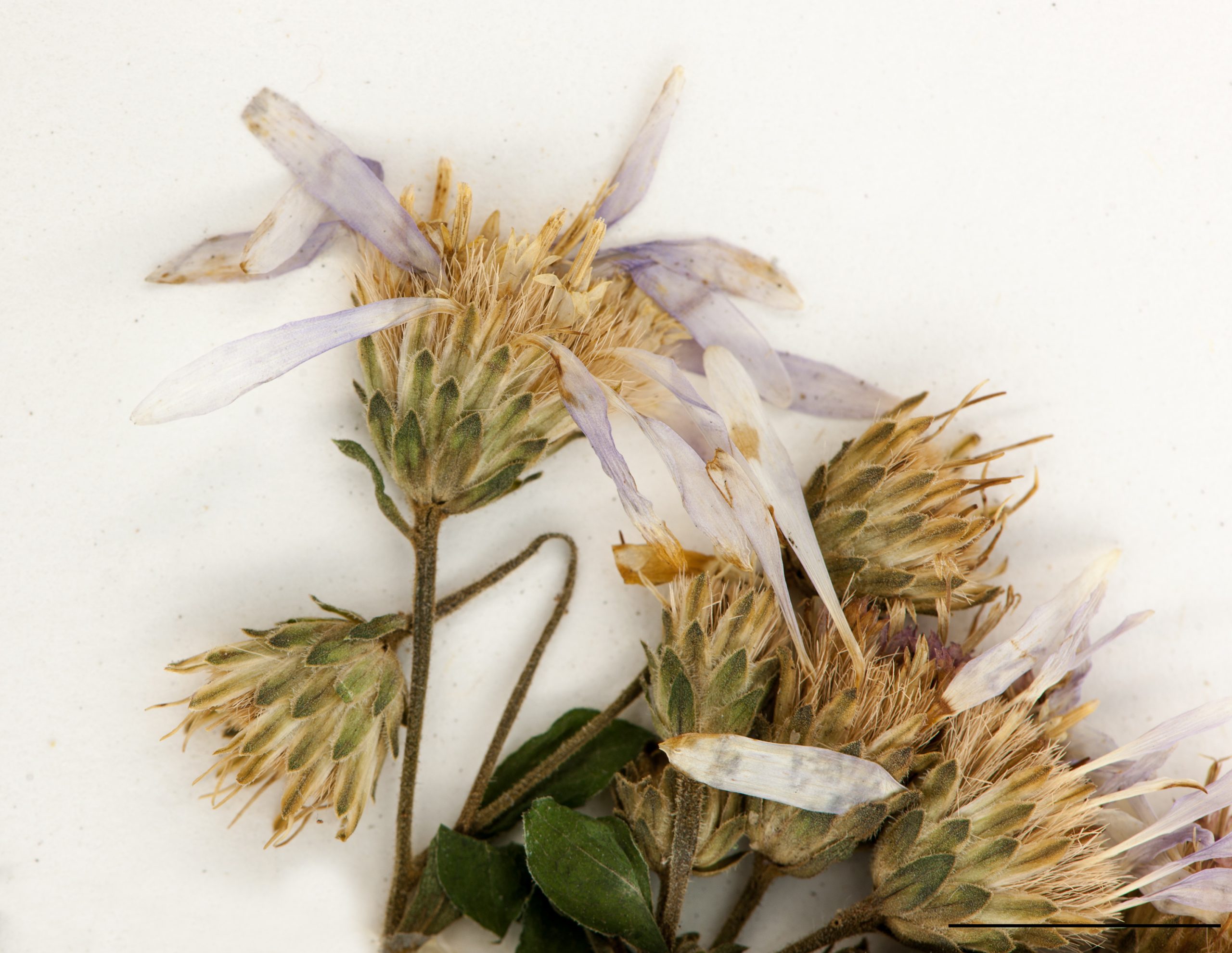 Fleurs composées, à rayons violets
