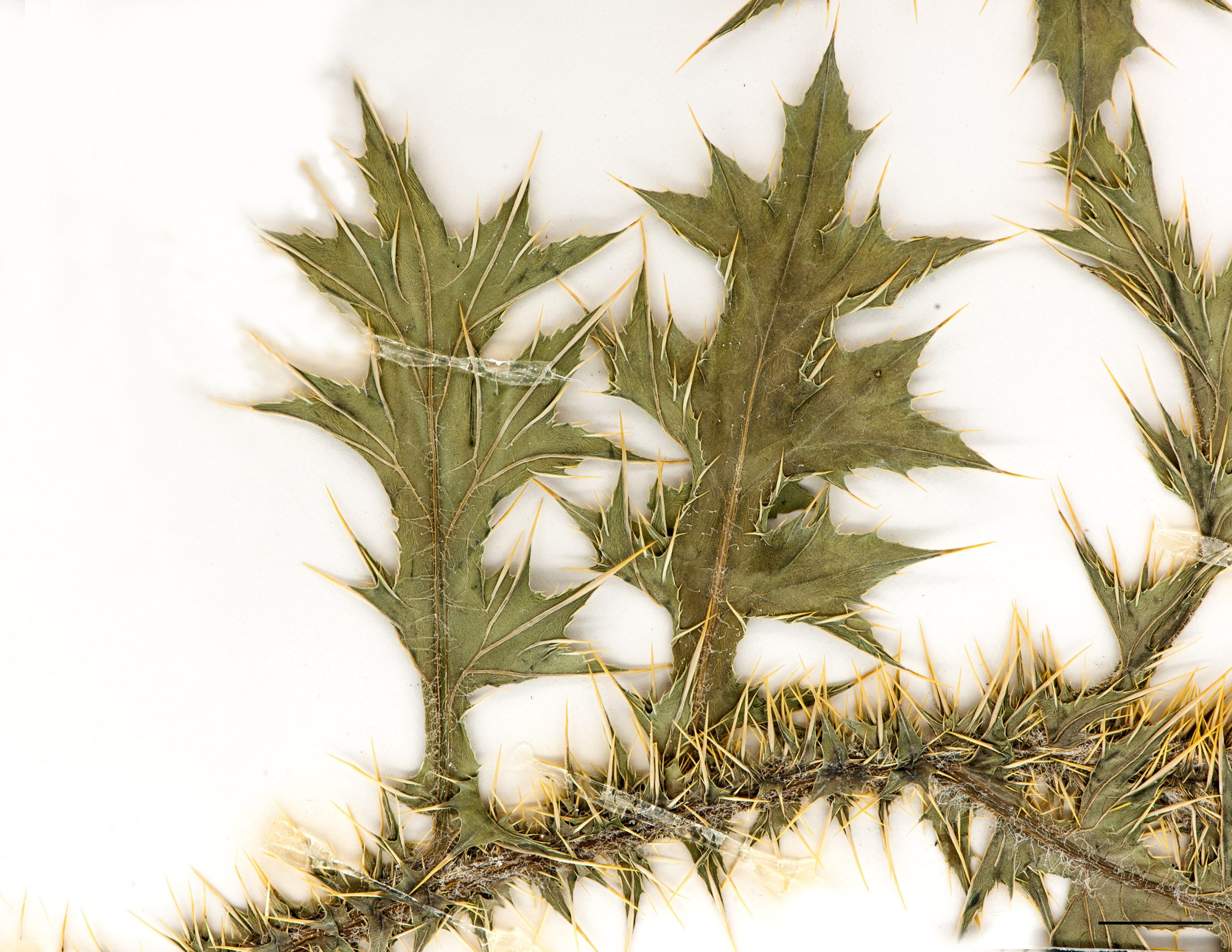 Feuilles épineuses profondément pennatifides, tige ailée-spinuleuse