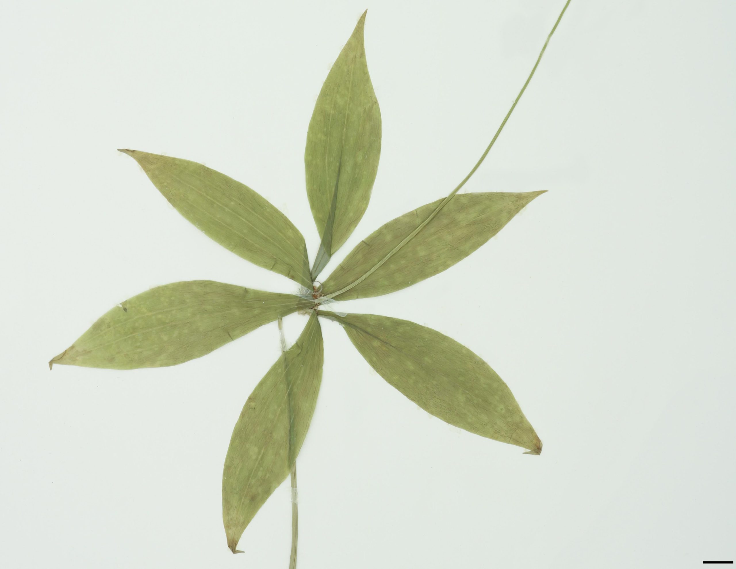 Feuilles en 2 verticilles, sessiles, entières. Feuilles du 1er verticille 5-9, oblancéolées, acuminées à l'apex; feuilles du 2e verticille 2-5, ovées.