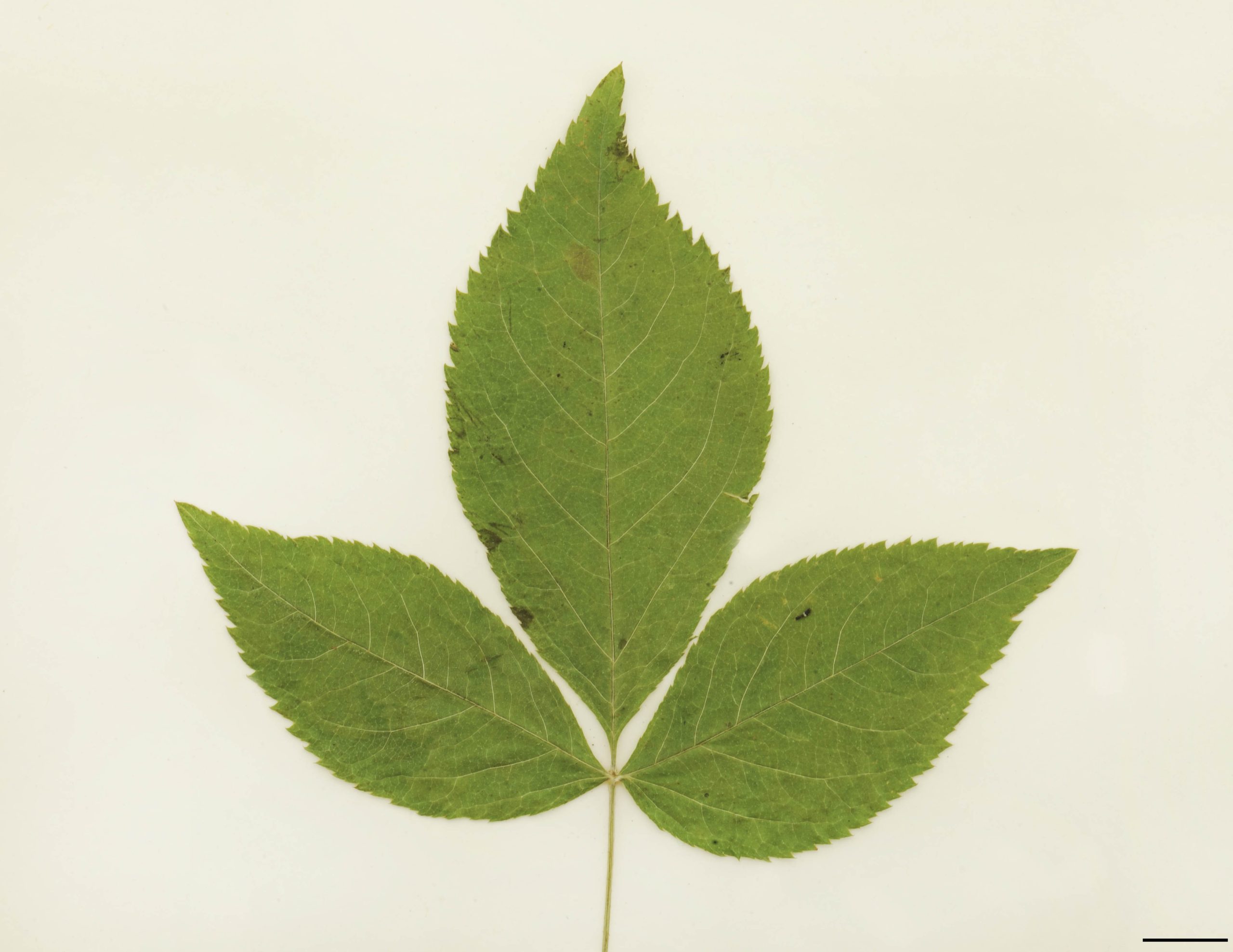 Folioles 3-5, elliptiques à obovées, acuminées, finement dentées; folioles latérales asymétriques à la base.
