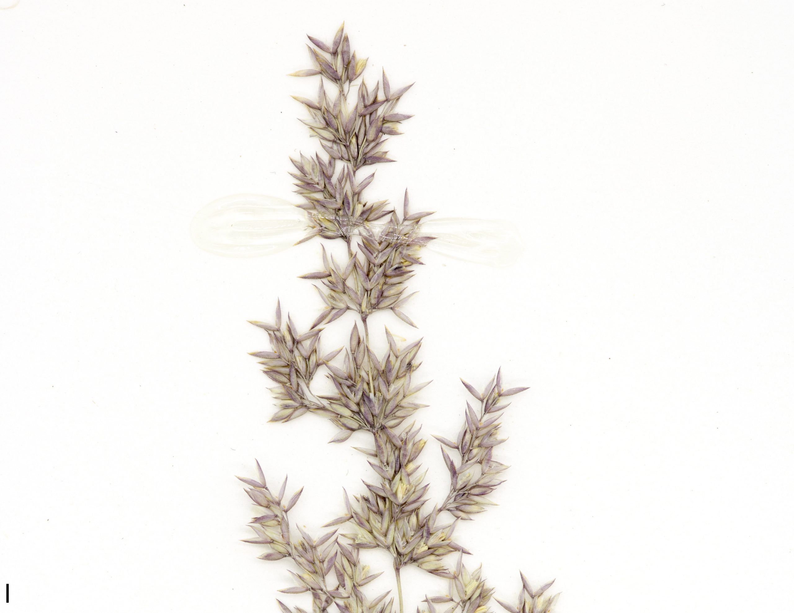 Inflorescence en panicule, les épillets sont colorés de vert et de violet