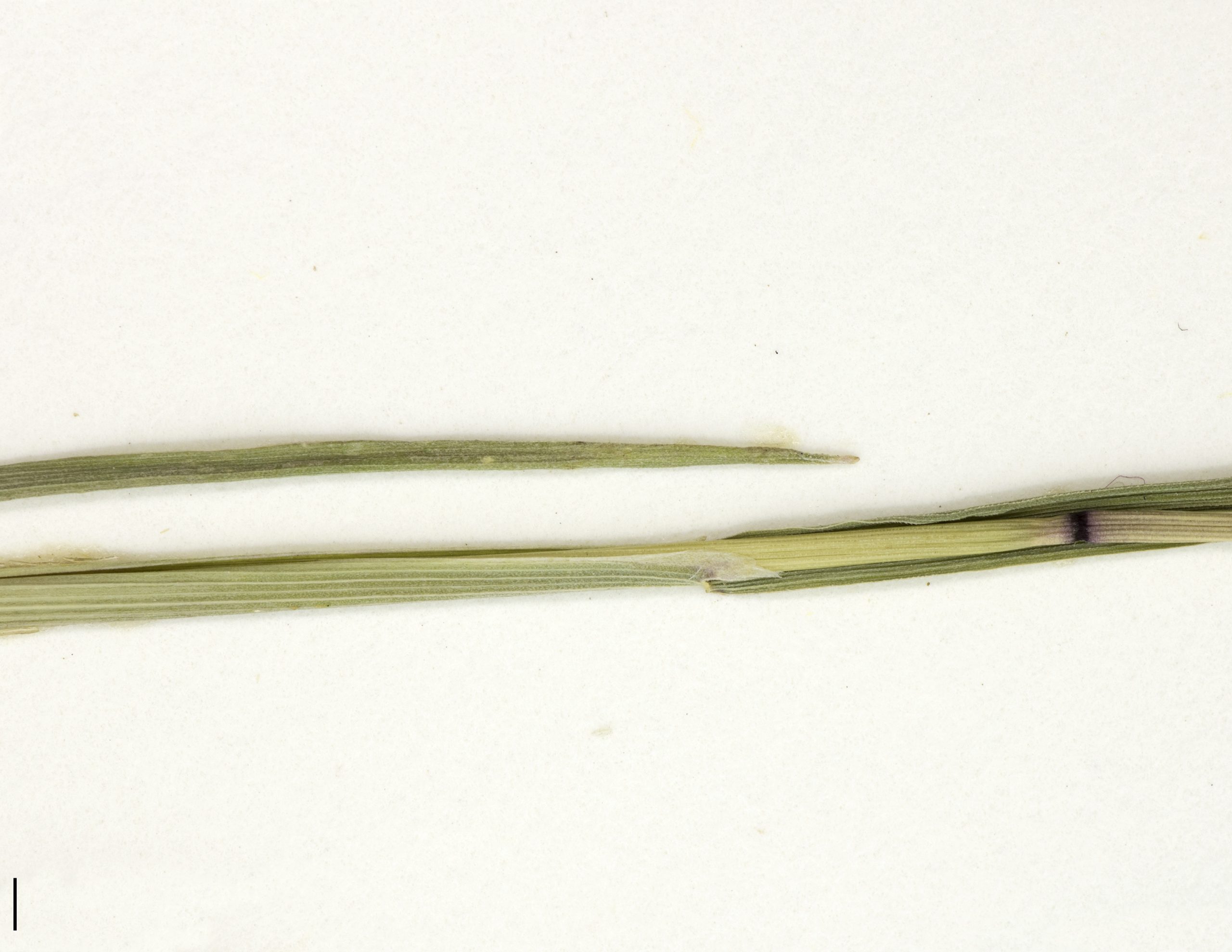 Feuille au limbe glauque et à ligule membraneuse