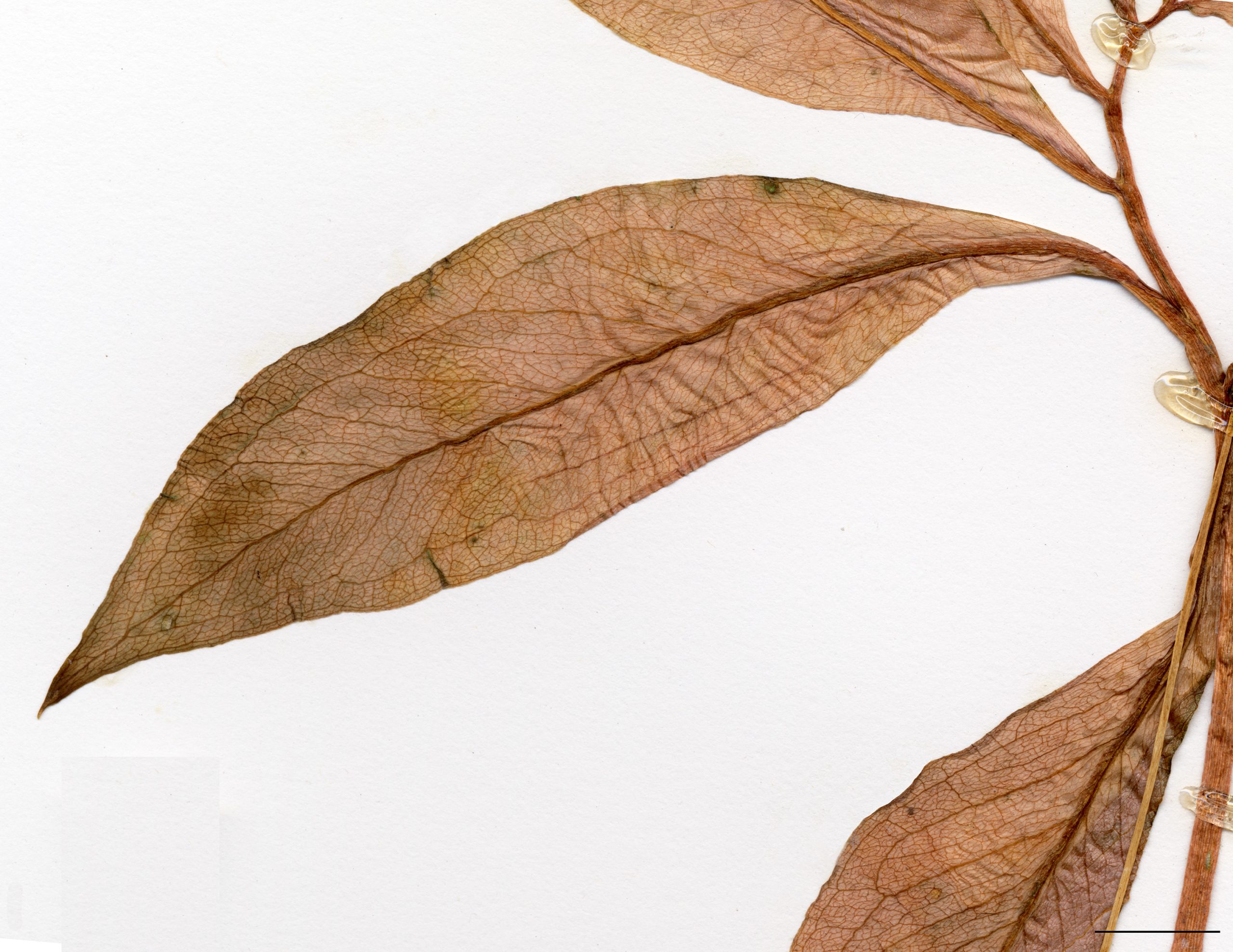 Feuille unique, composée; folioles 3-21, disposées en éventail, elliptiques à oblancéolées, sessiles ou pétiolulées, entières, aigües ou acuminées au sommet.