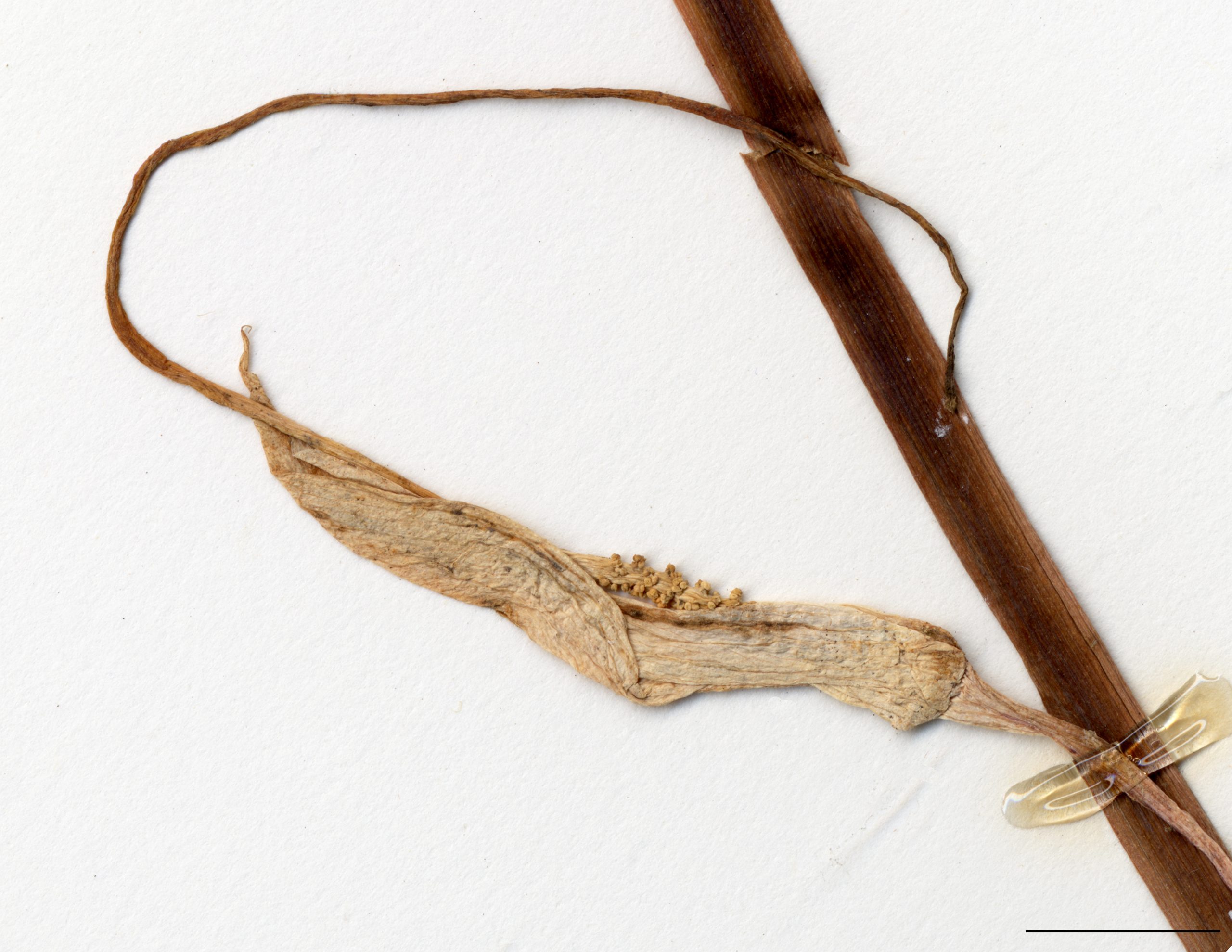 Fleur réunie sur un spadice long de 6-20 cm, prolongé par un appendice grêle dépassant largement la spathe; spathe convolutée, enveloppant partiellement les fleurs, 3-10 cm de long.