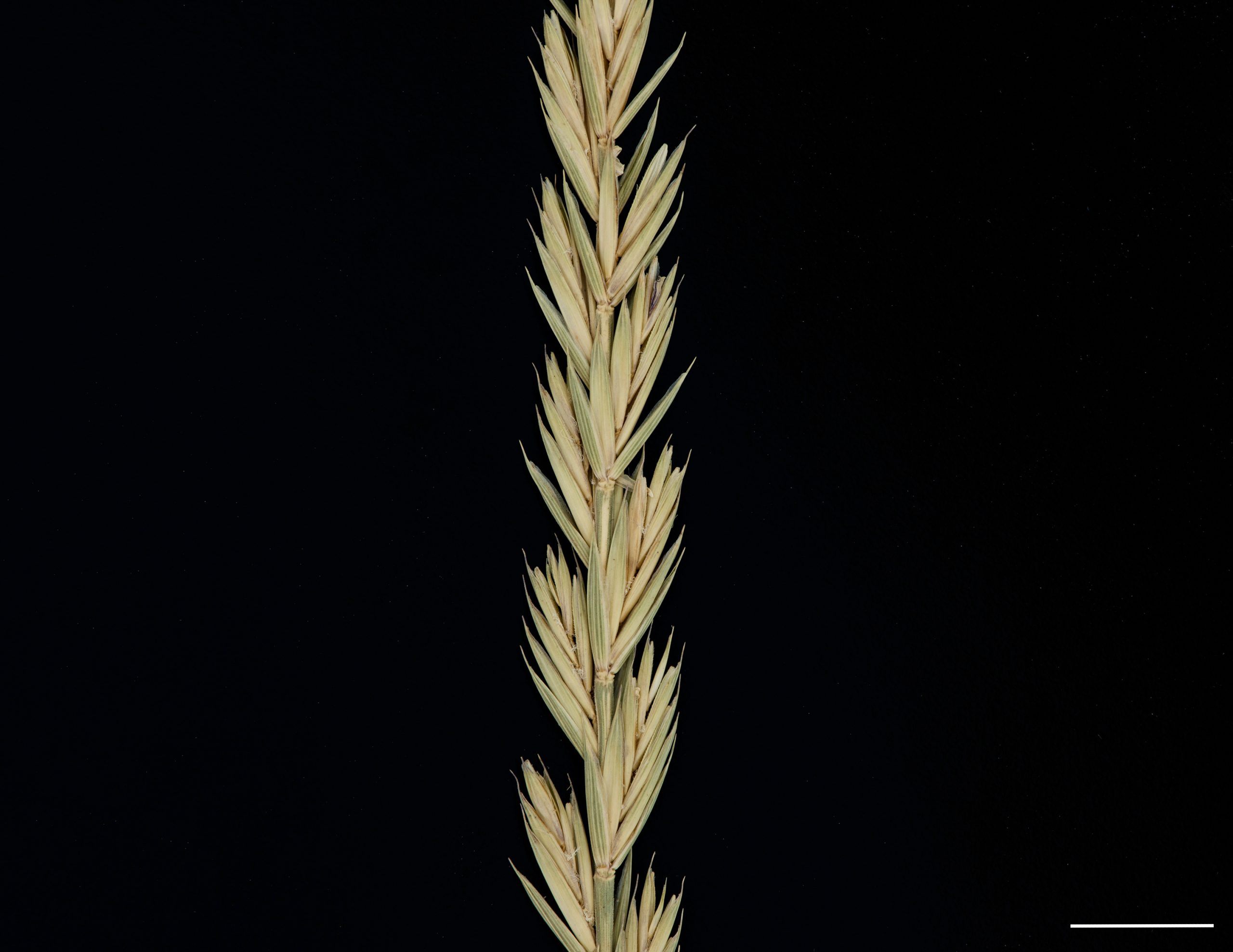 Épillets composés de 3 à 7 fleurs; les fleurs sont opposées par leur côté à l’axe de l’inflorescence.