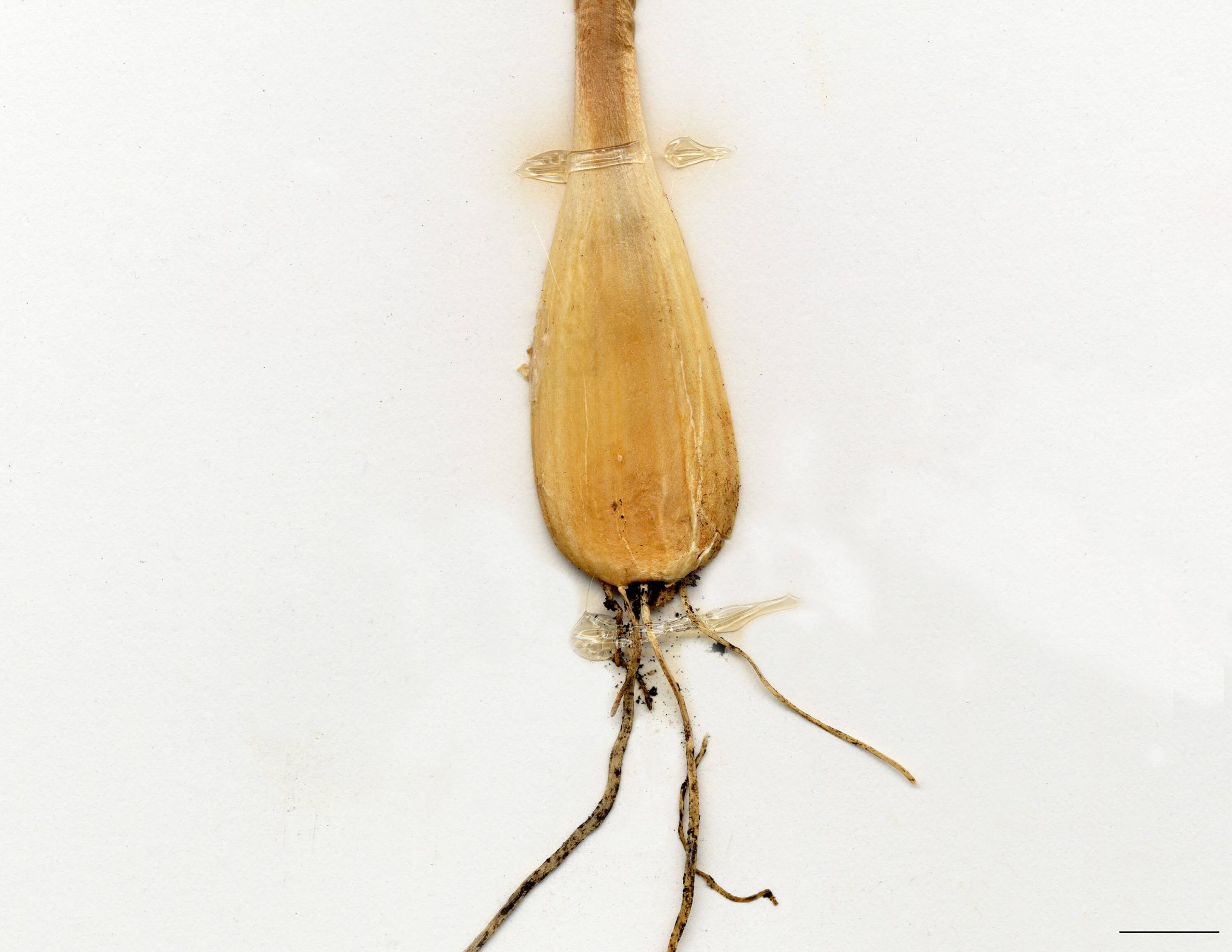 Bulbe ovoïde-conique, 1,5 à 6 cm de long, 1,5 à 3 cm de large.