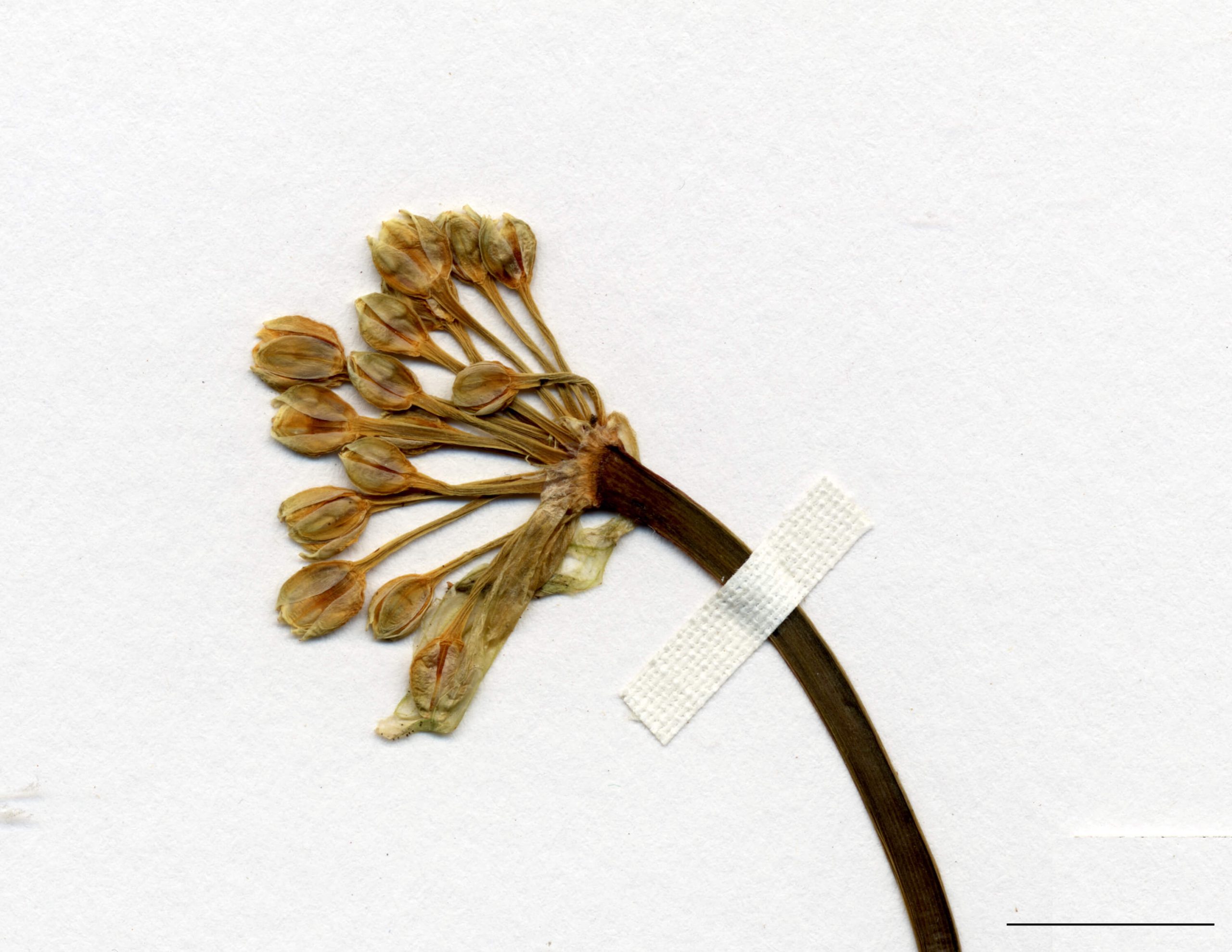 Inflorescence en ombelle hémisphérique, portée à l'extrémité d'une hampe longue de 15-40 cm. Fleurs 5-50, campanulées, 4-7 mm de long.