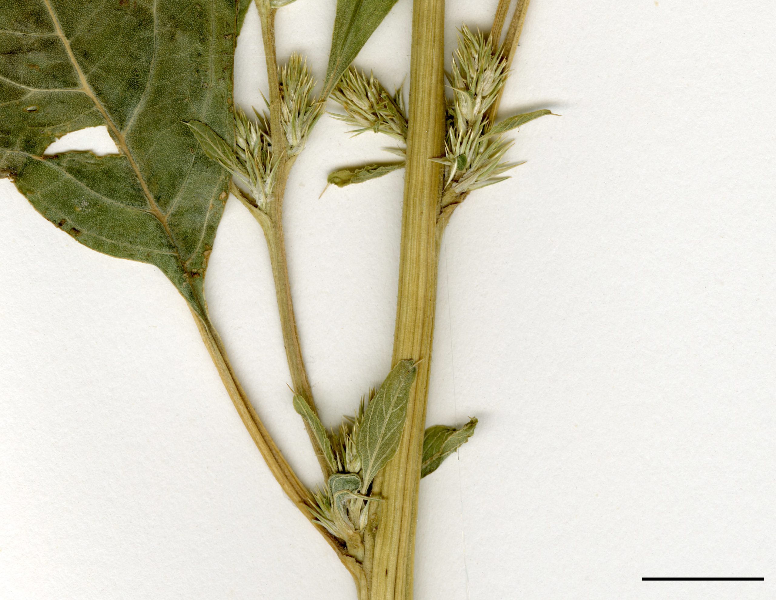 Tige légèrement pubescente, presque glabre.