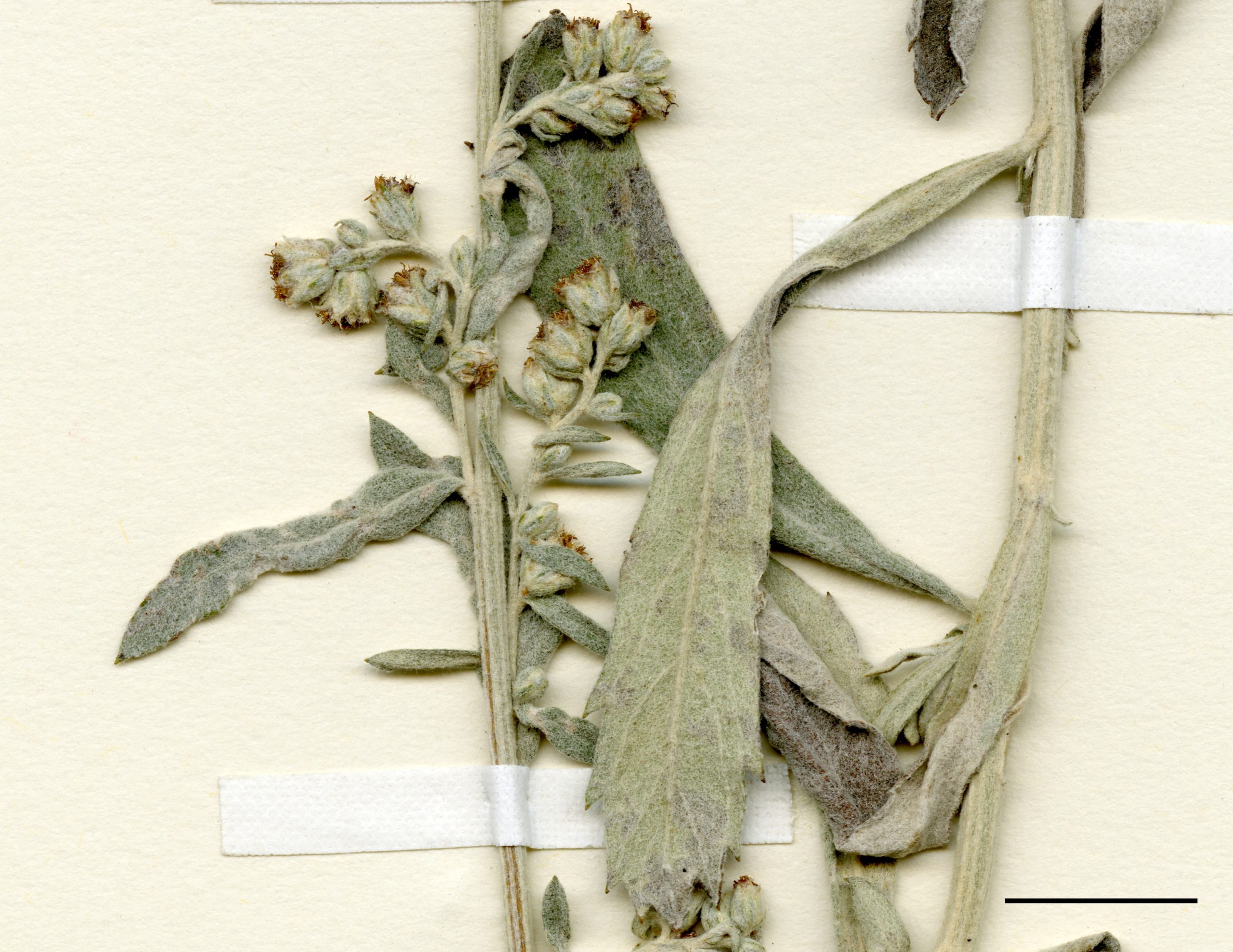 Feuilles de l'inflorescence entières, feuilles de la tige plus ou moins dentées.