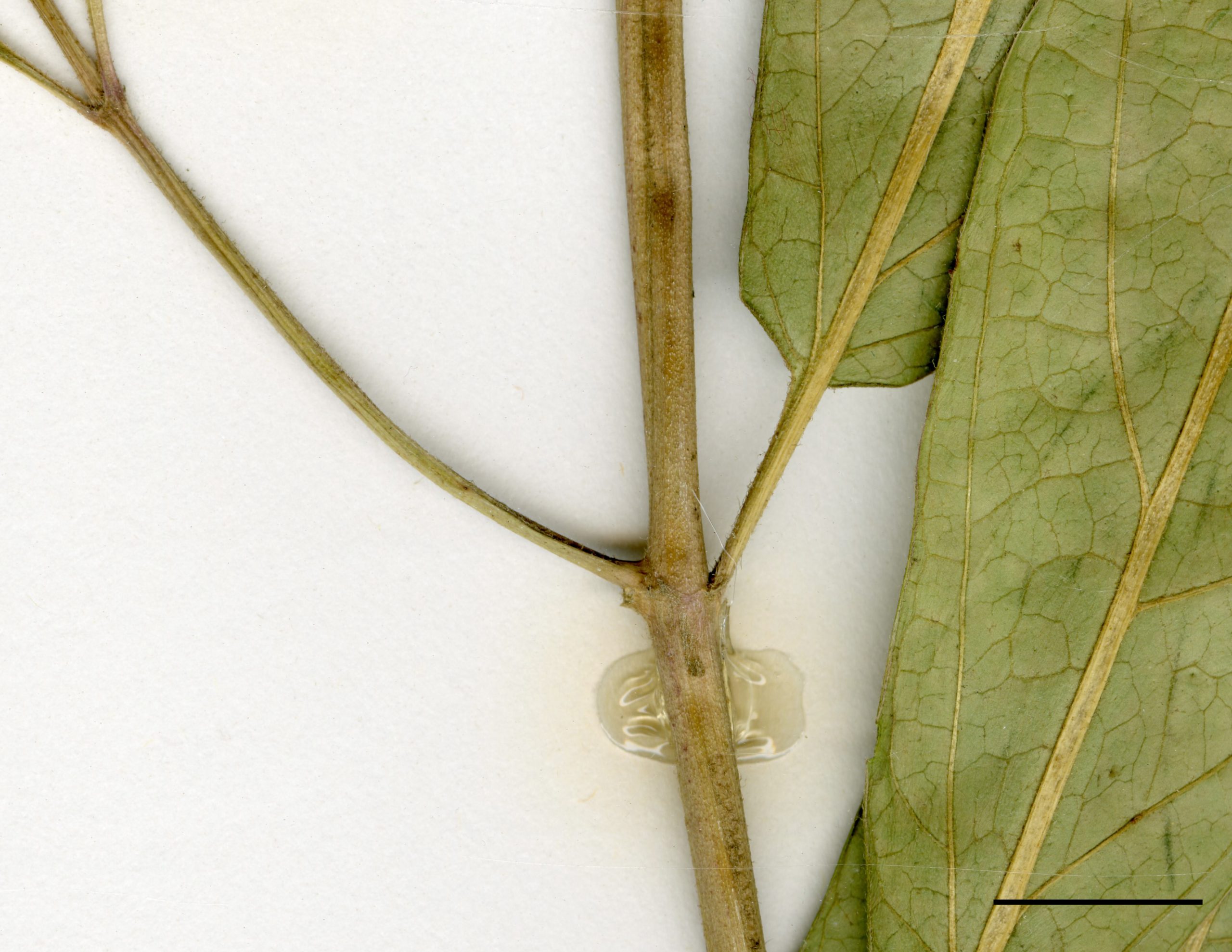 Feuilles opposées, entières et lancéolées.