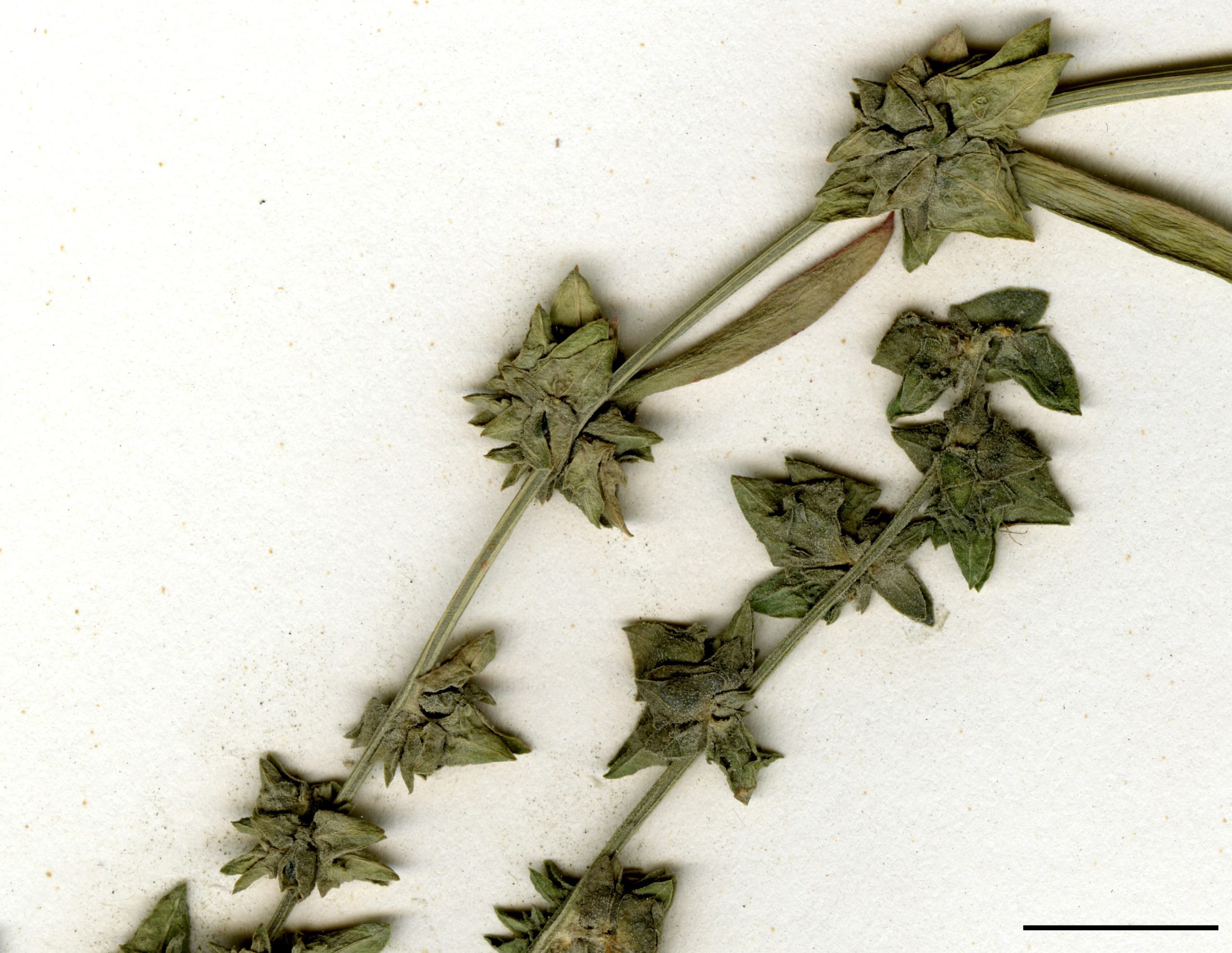 Nombreux glomérules de petites fleurs verdâtres au sommet de la tige et des rameaux.