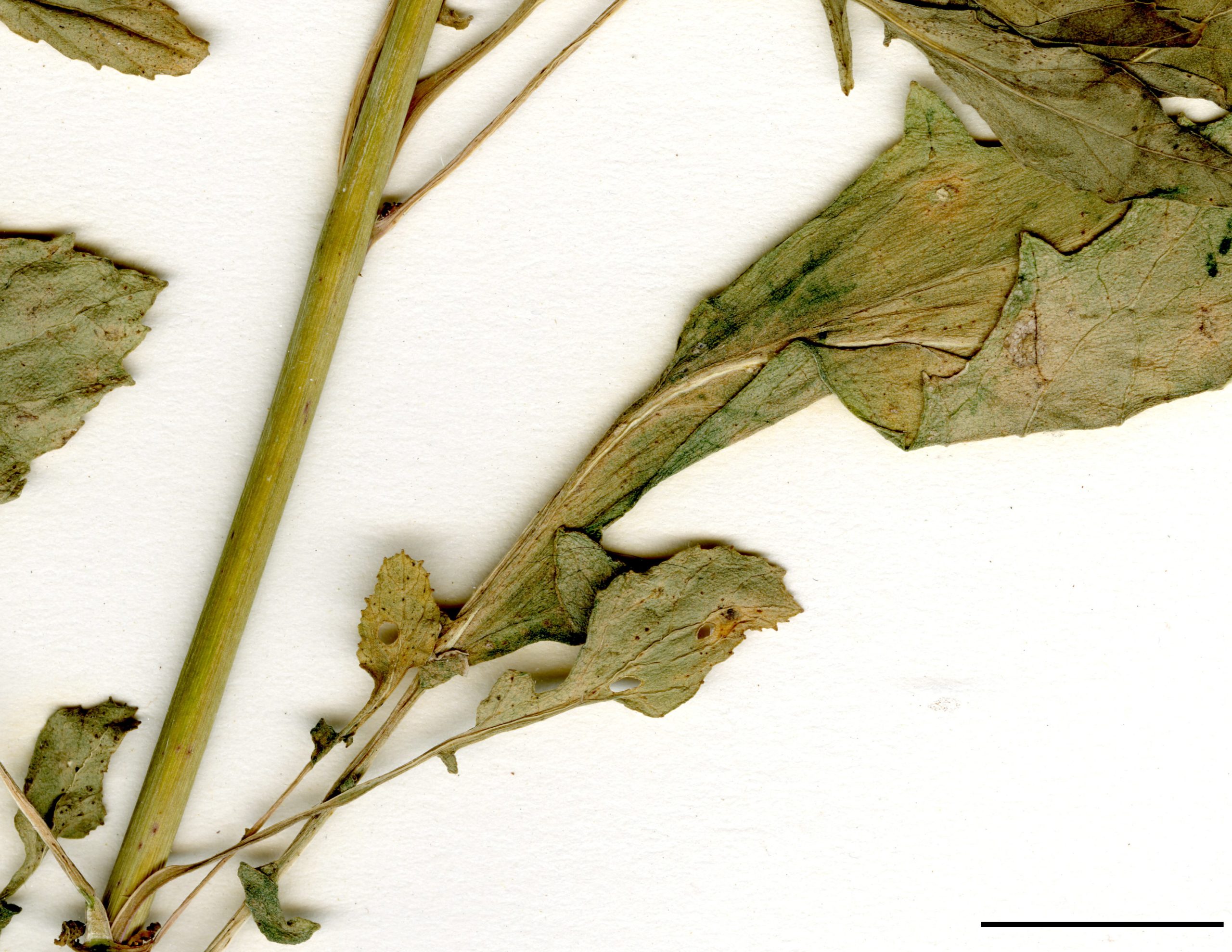 Feuilles du bas de la tige elliptiques, dentées, souvent avec quelques très petits lobes le long du pétiole.
