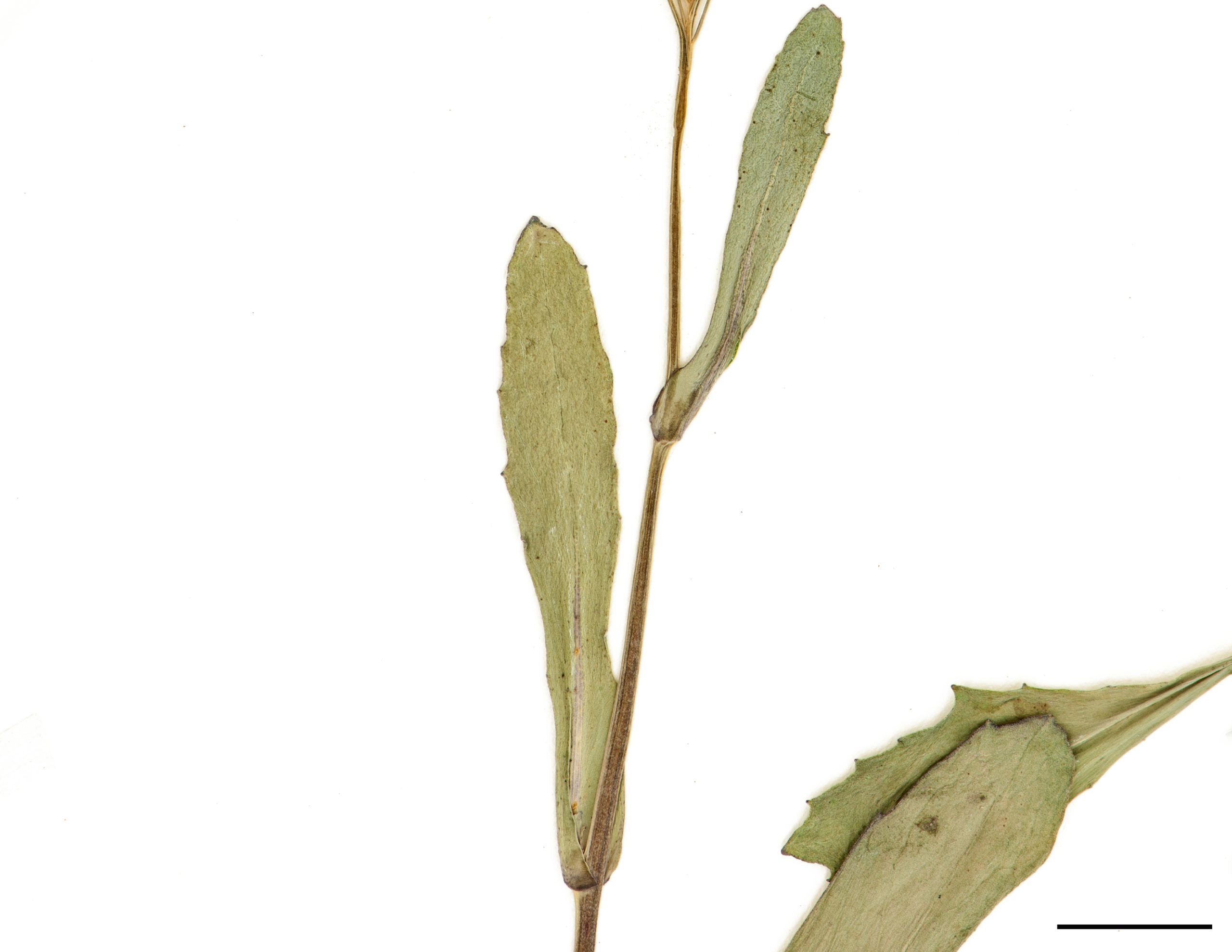 Feuilles du haut de la tige presque entières, à base embrassante.