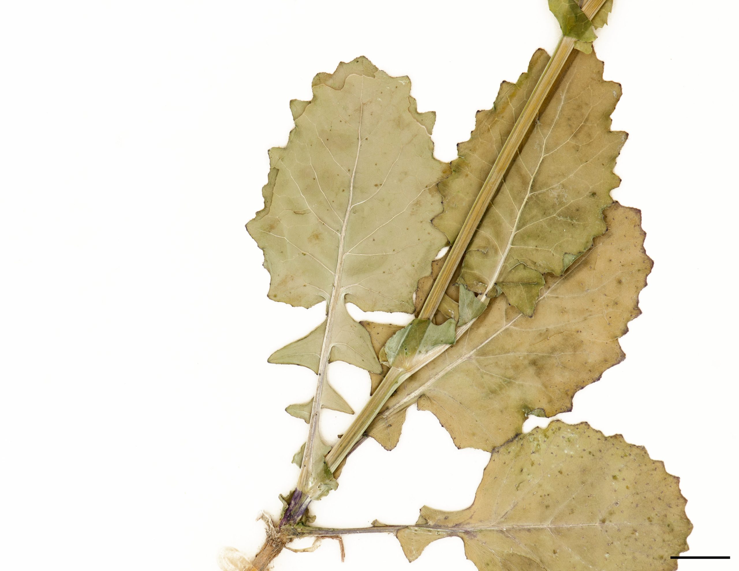 Feuilles du bas de la tige profondément découpées.