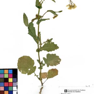 Moutarde des oiseaux