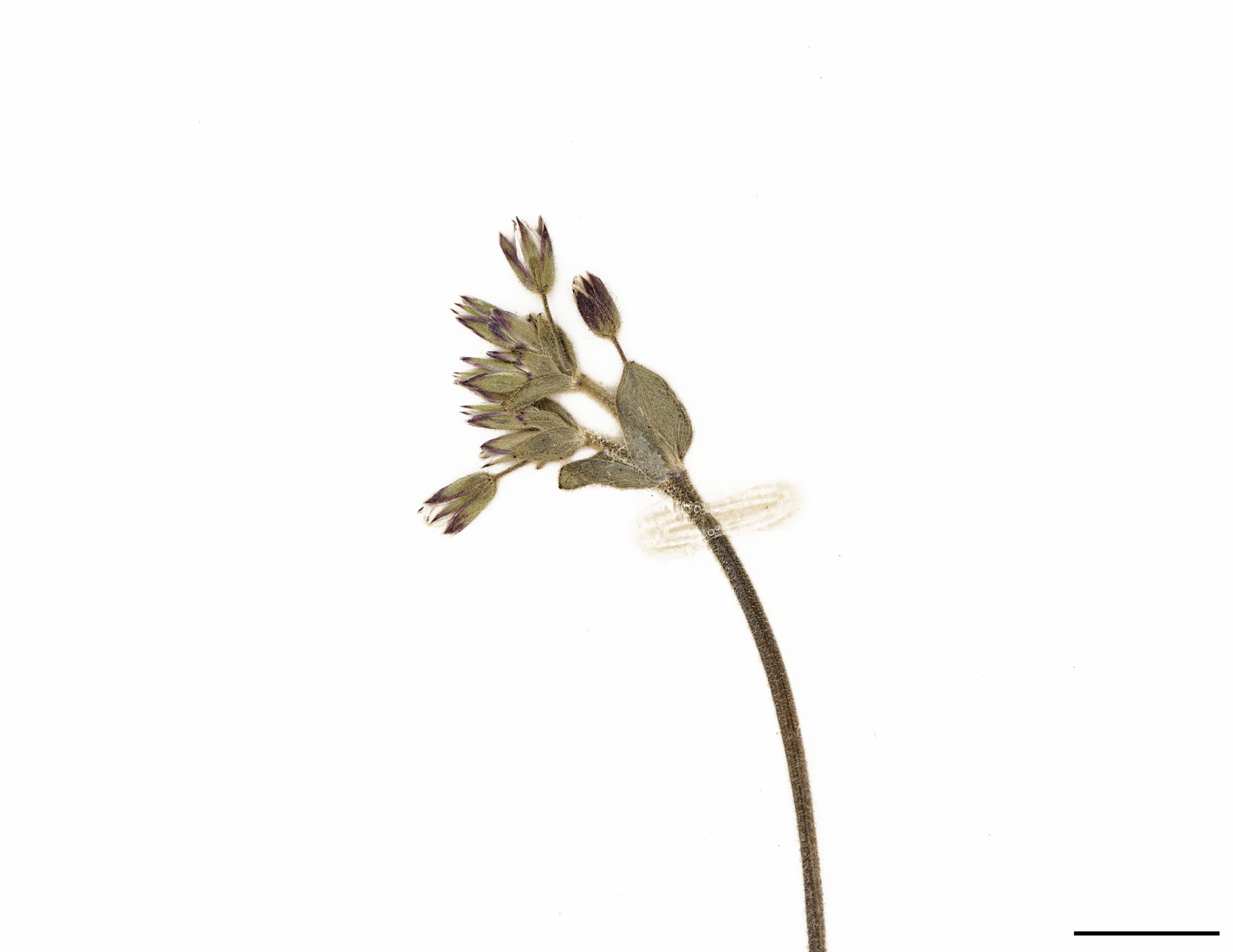 Fleurs groupées à l’extrémité de longs pédoncules.