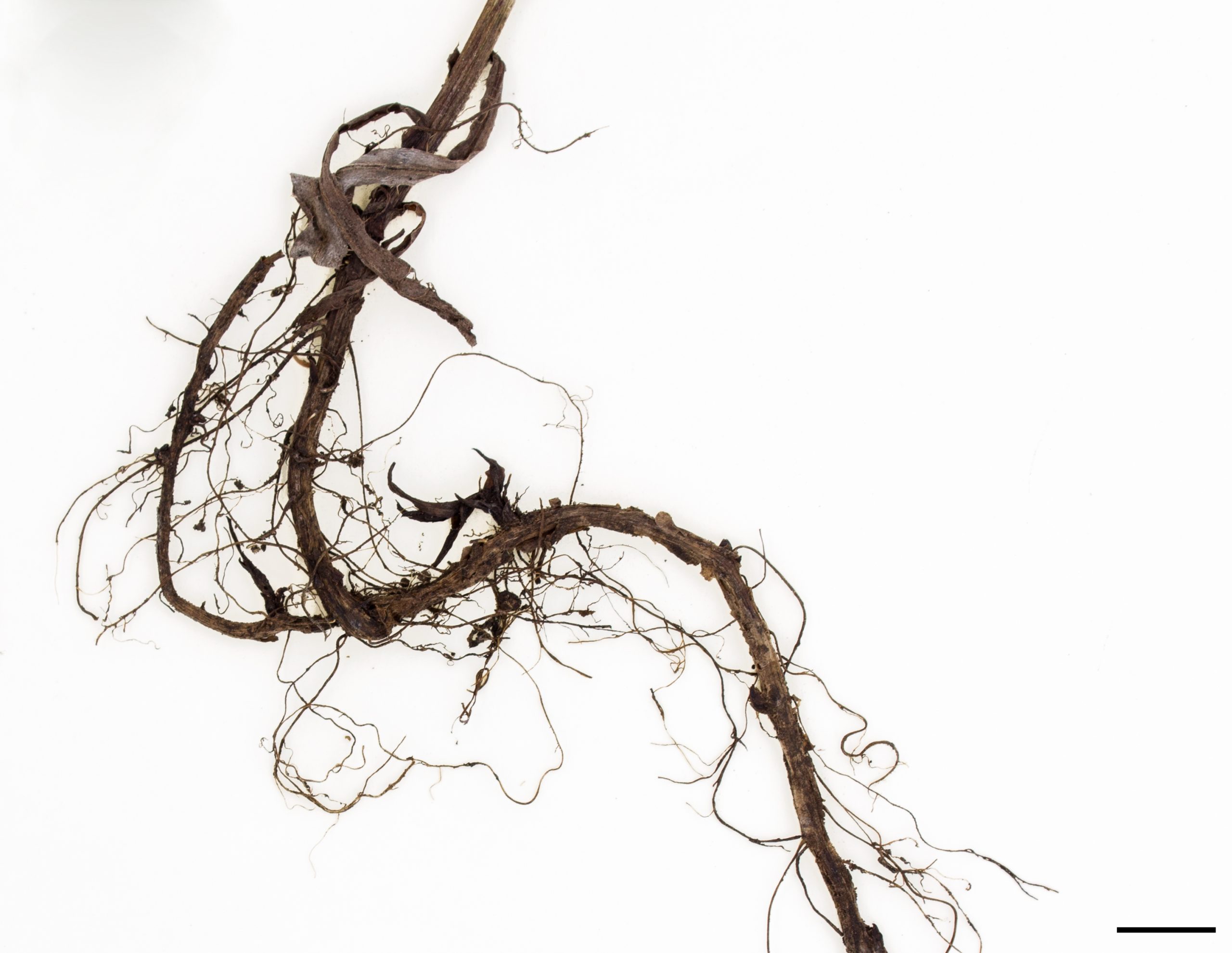 Système souterrain constitué de rhizomes et de racines.