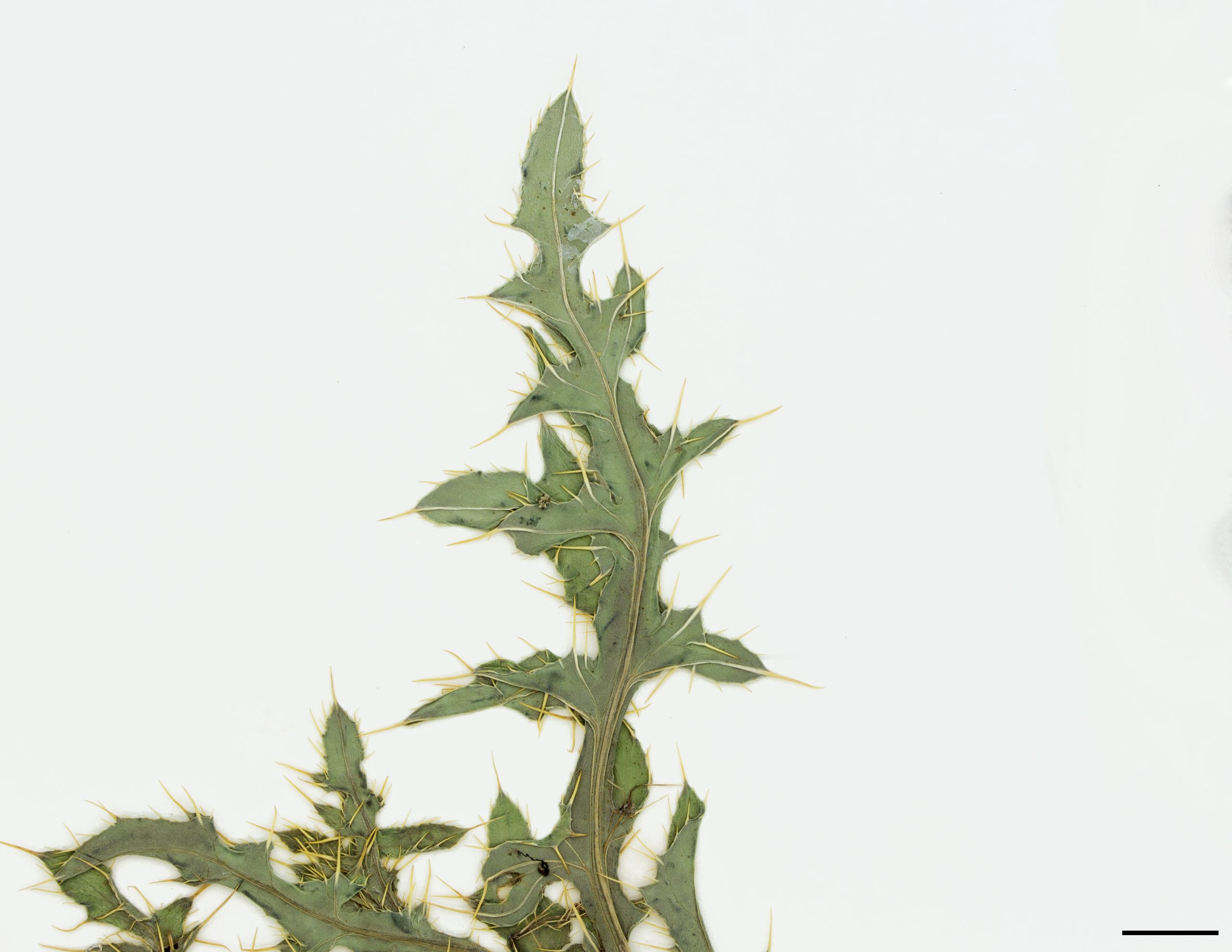 Feuilles allongées, sinuées-dentées et munies d'aiguillons.