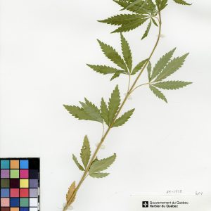 Chanvre cultivé