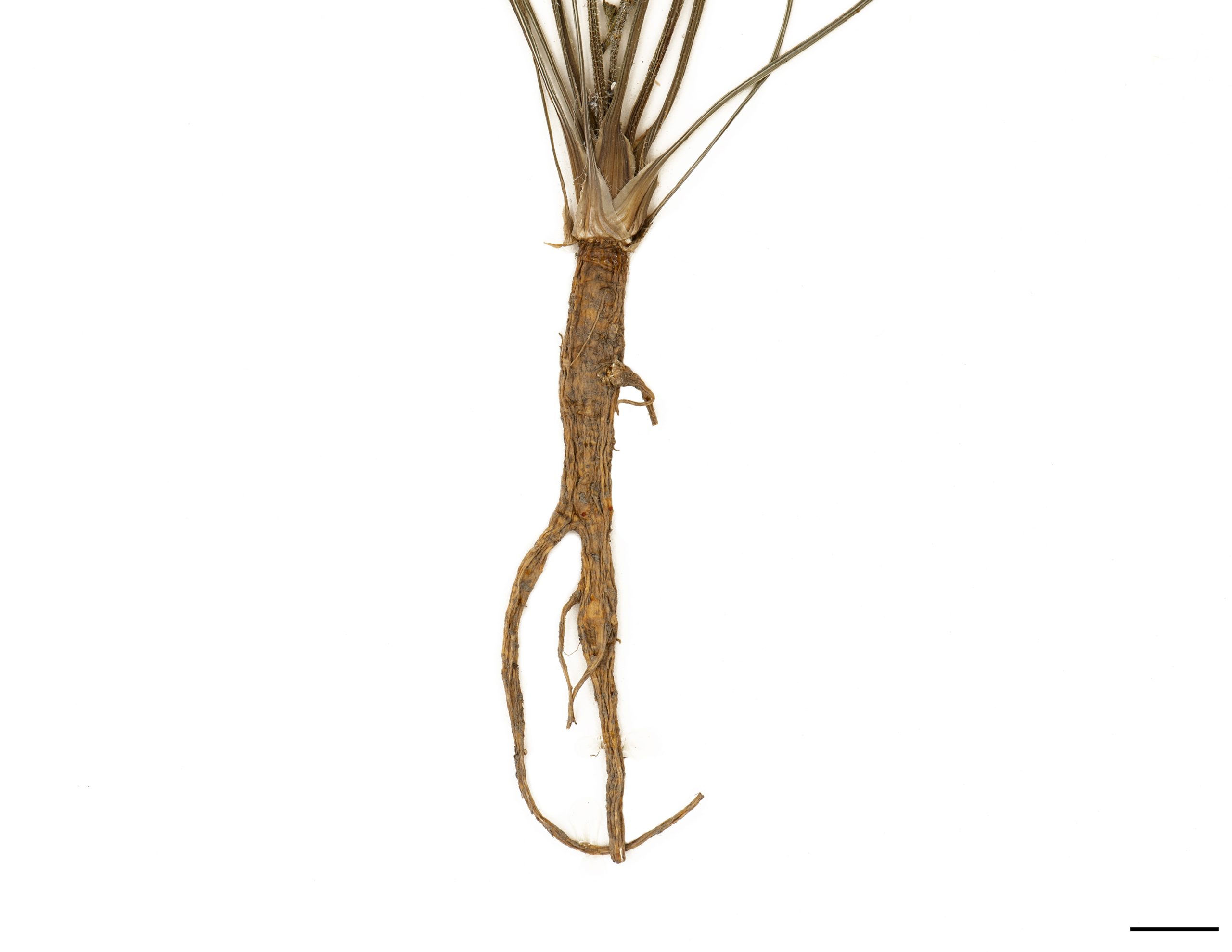 Racine pivotante blanchâtre à orangée (carotte fibreuse).