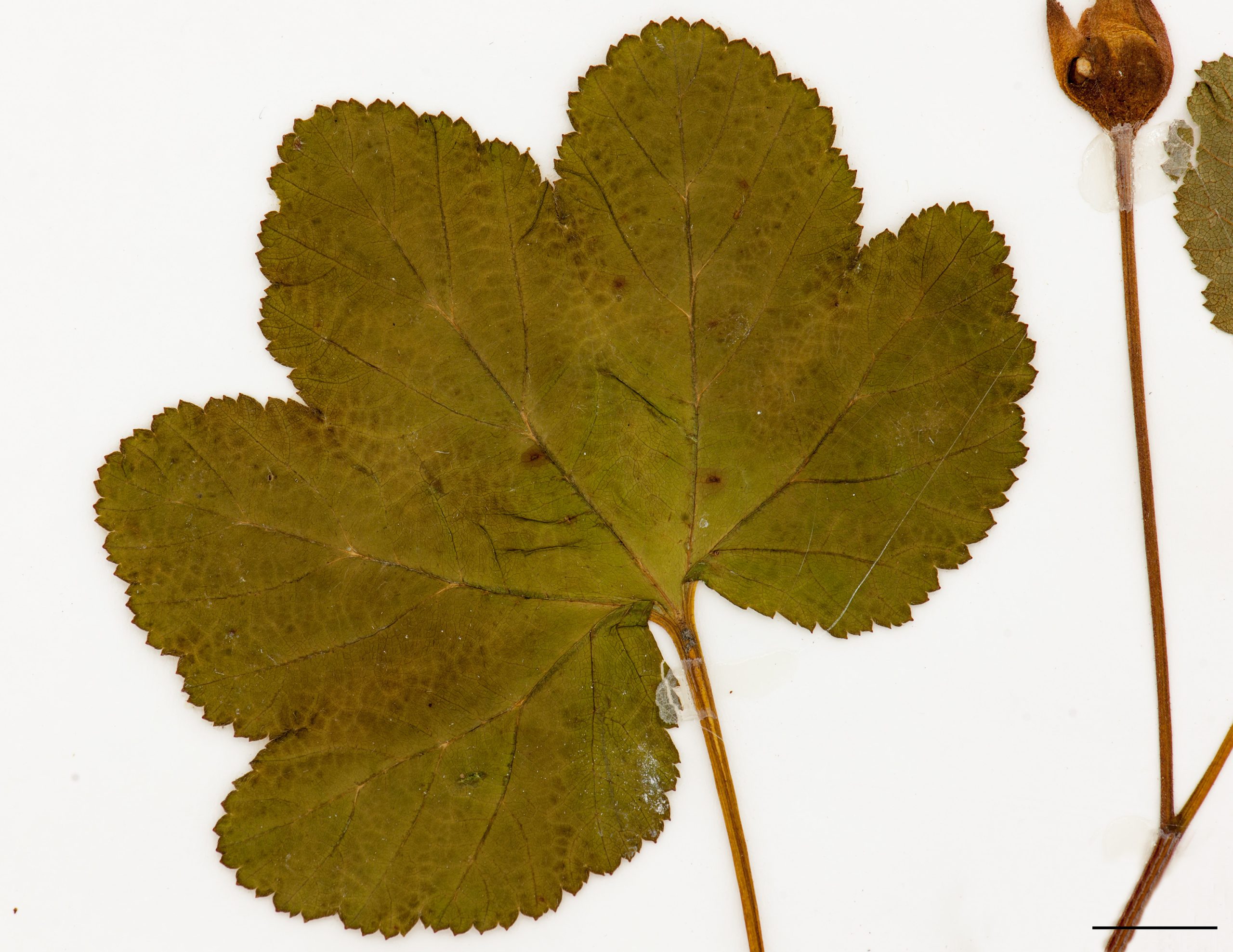 Feuille lobée