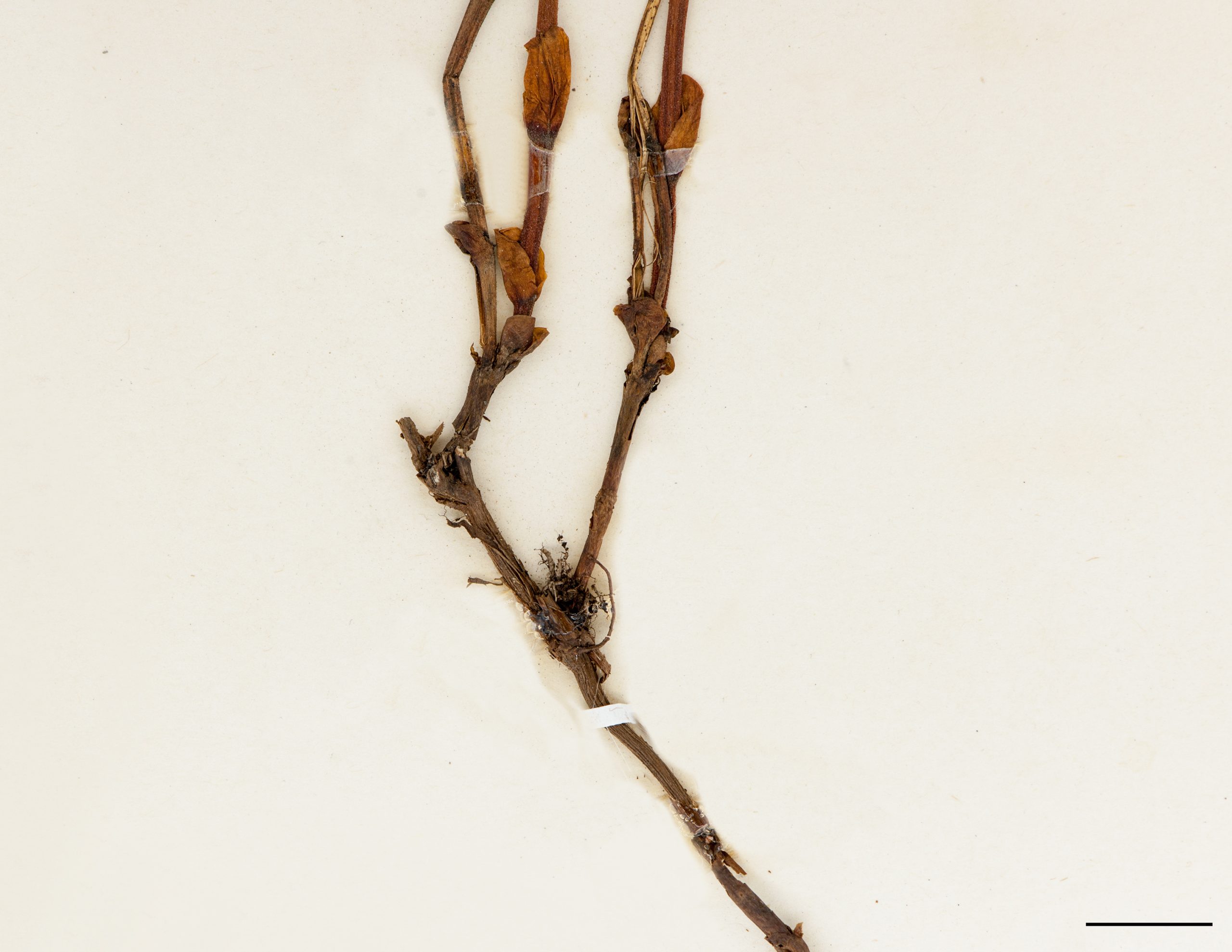 Rhizome ligneux
