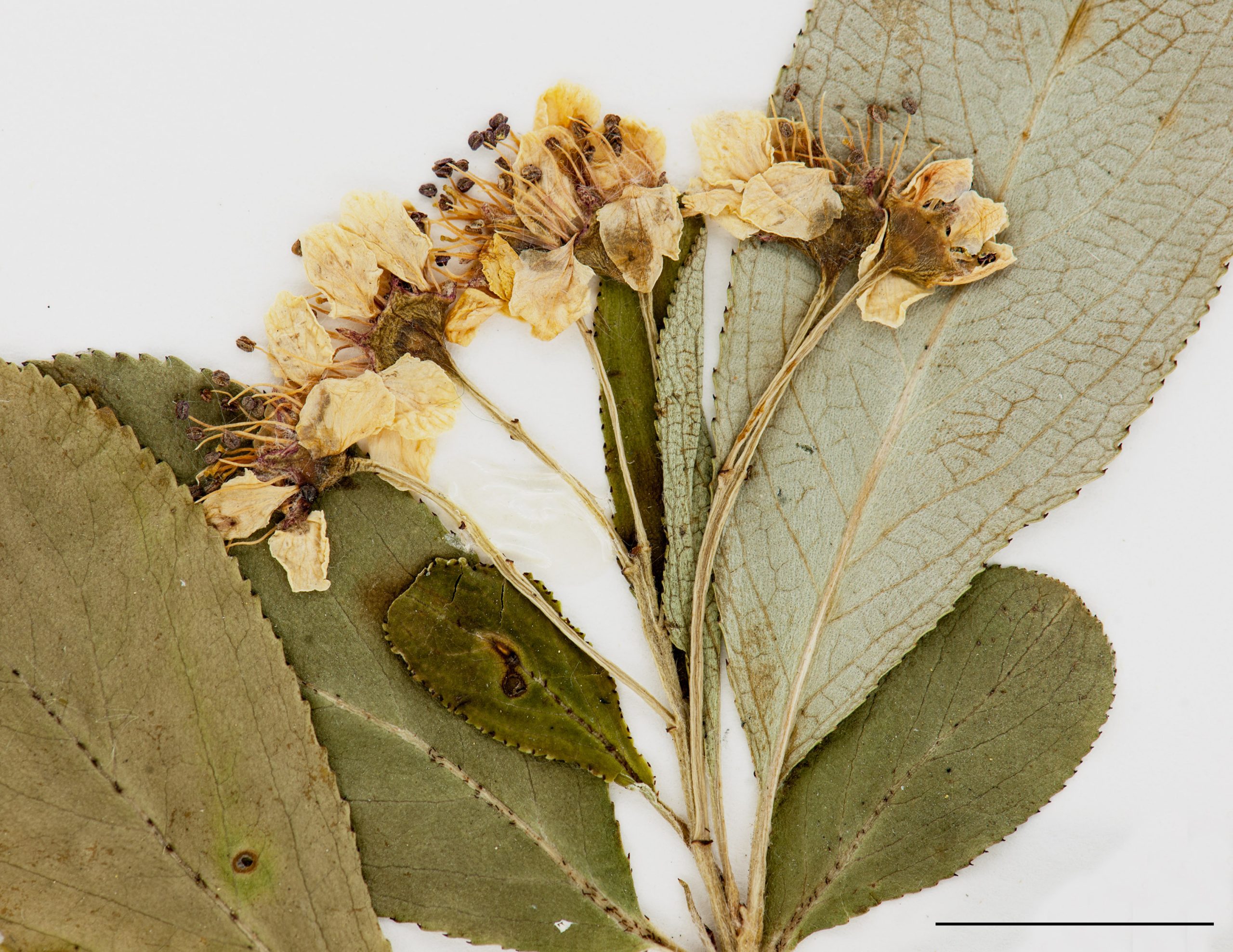 Fleurs blanches disposées en cyme