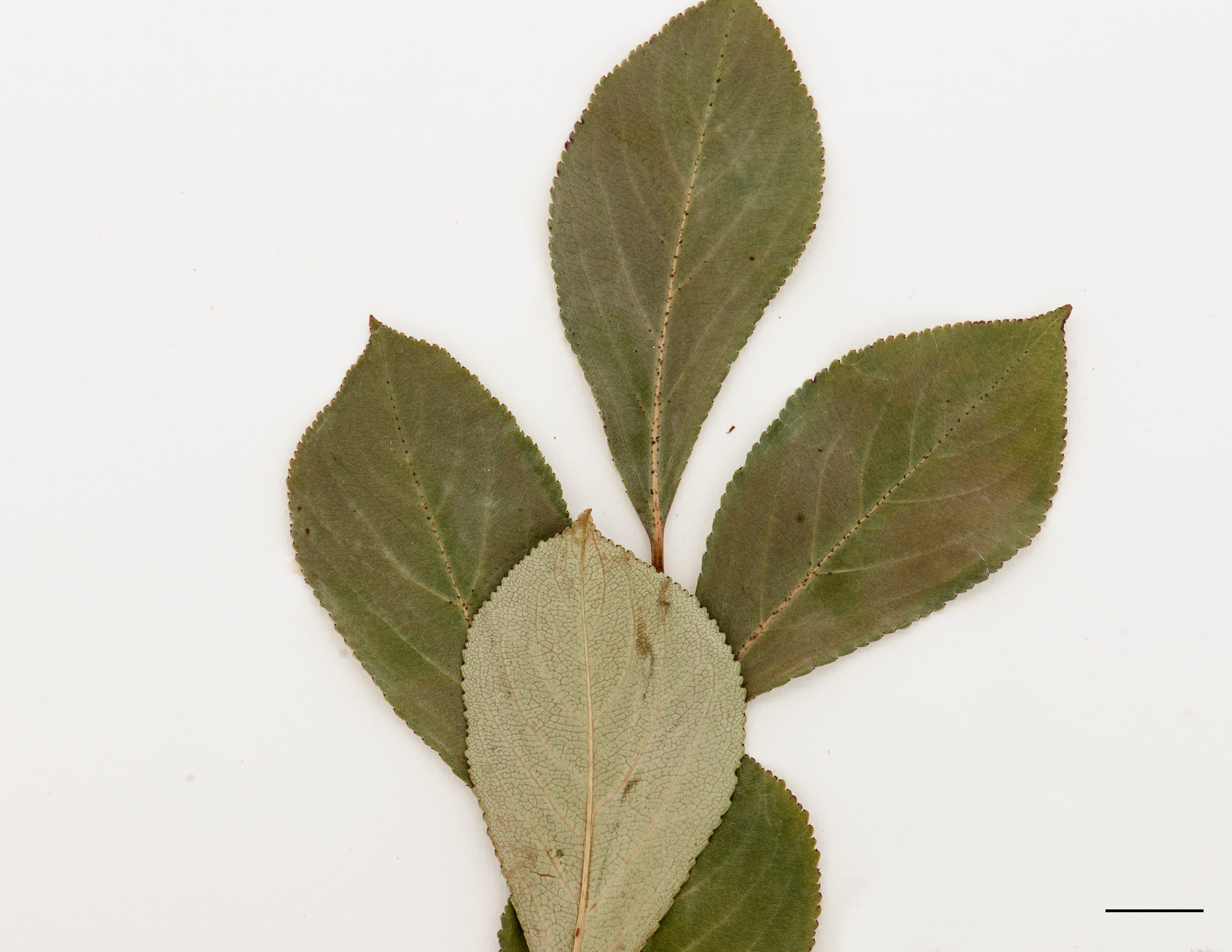 Feuille obtuse terminée en pointe