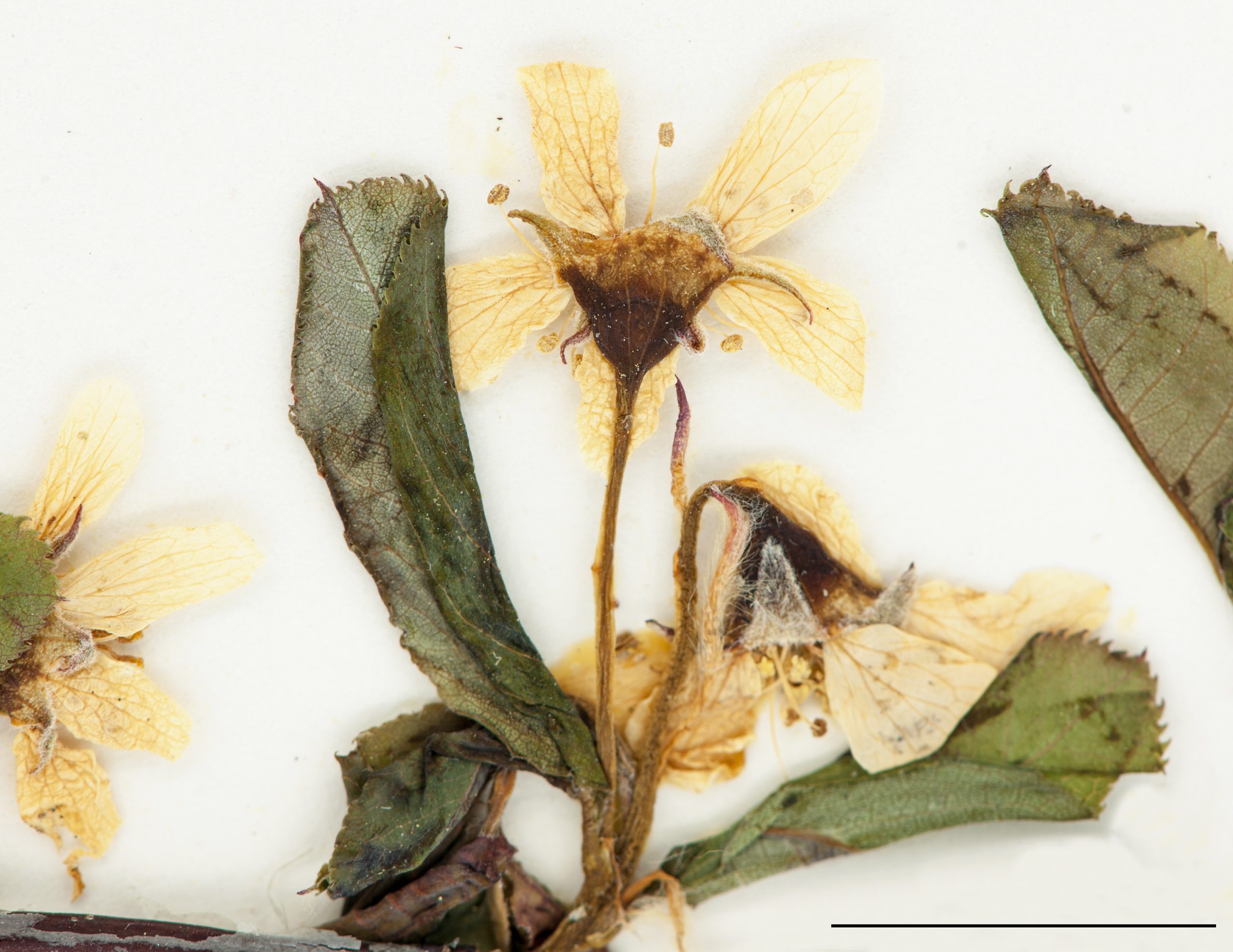 Fleurs blanches, disposées en paire
