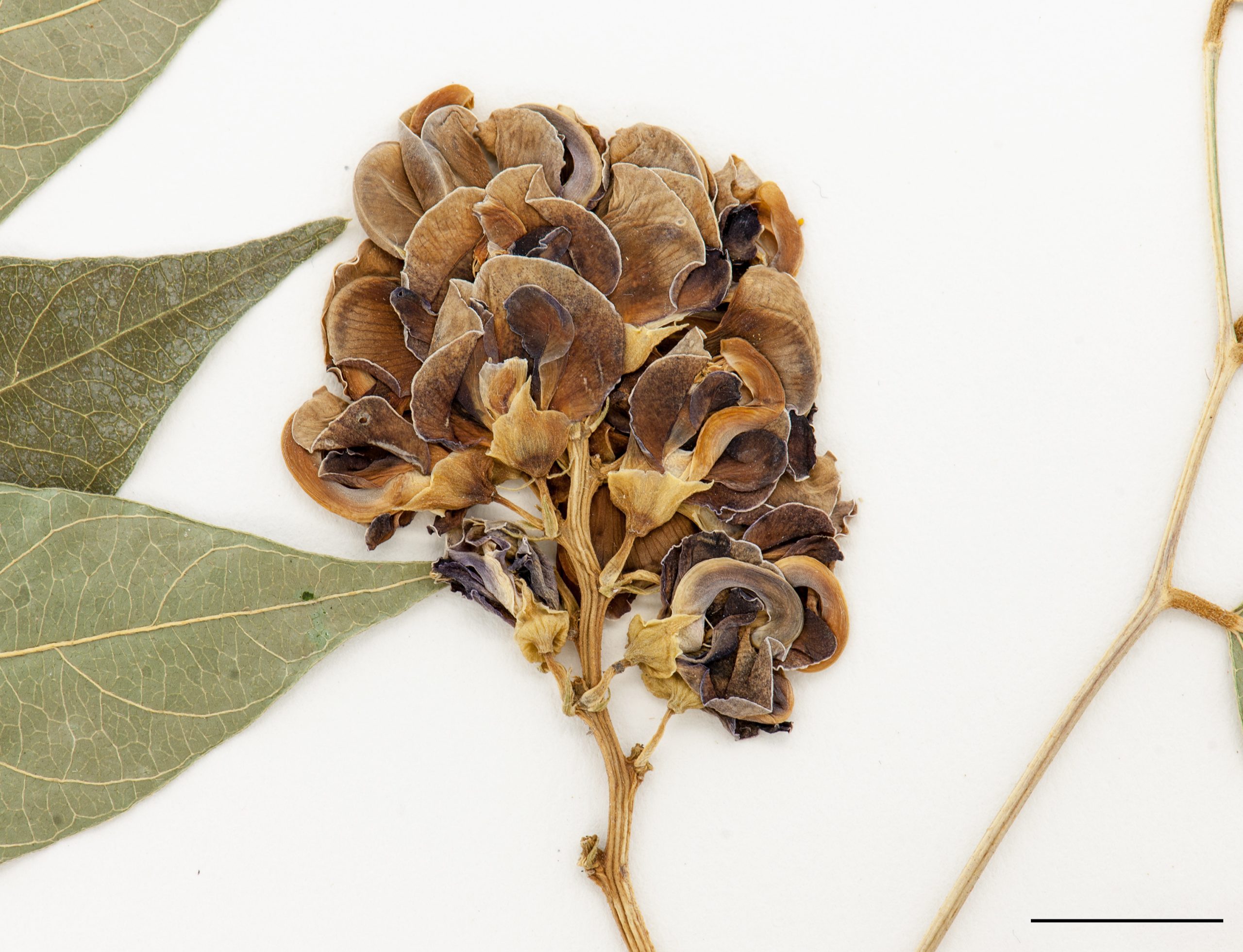 Fleurs proupres brunâtres, disposées en grappe