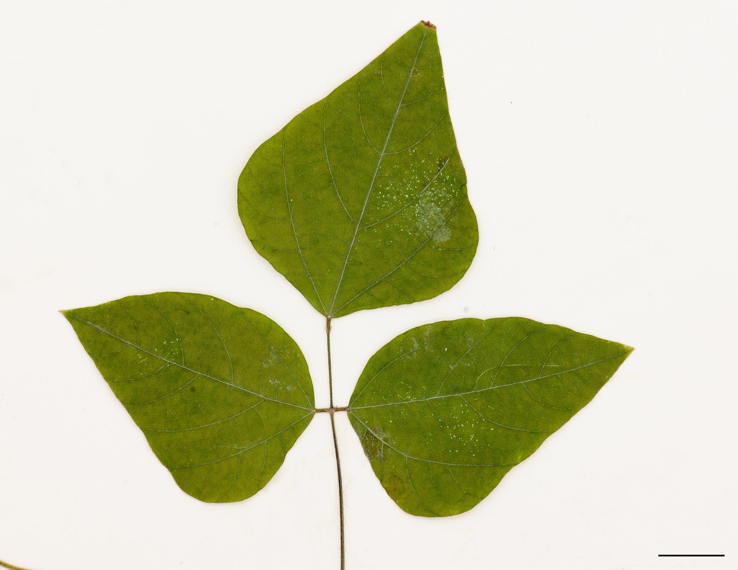 Foliole largement ovées, marge entière