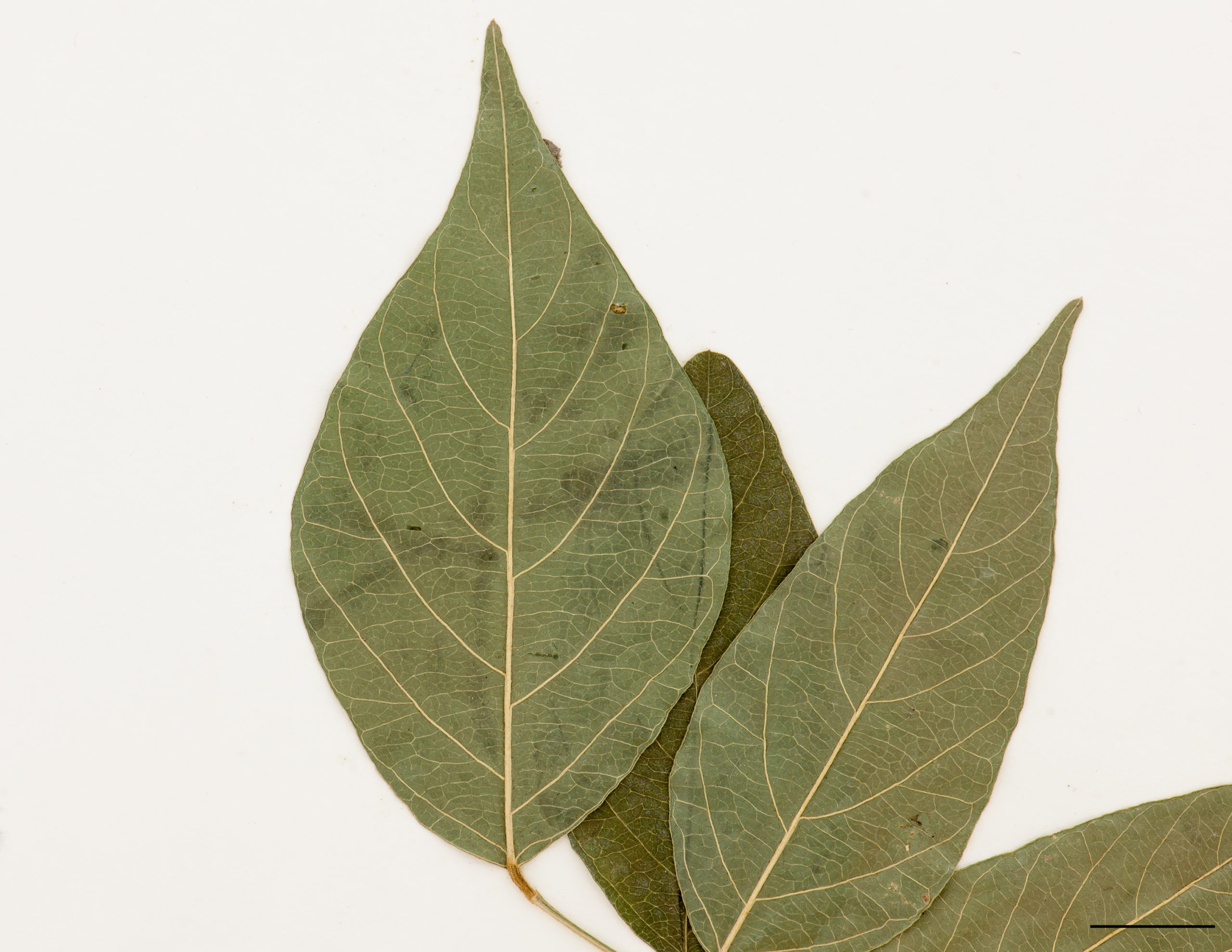 Foliole, face inférieure