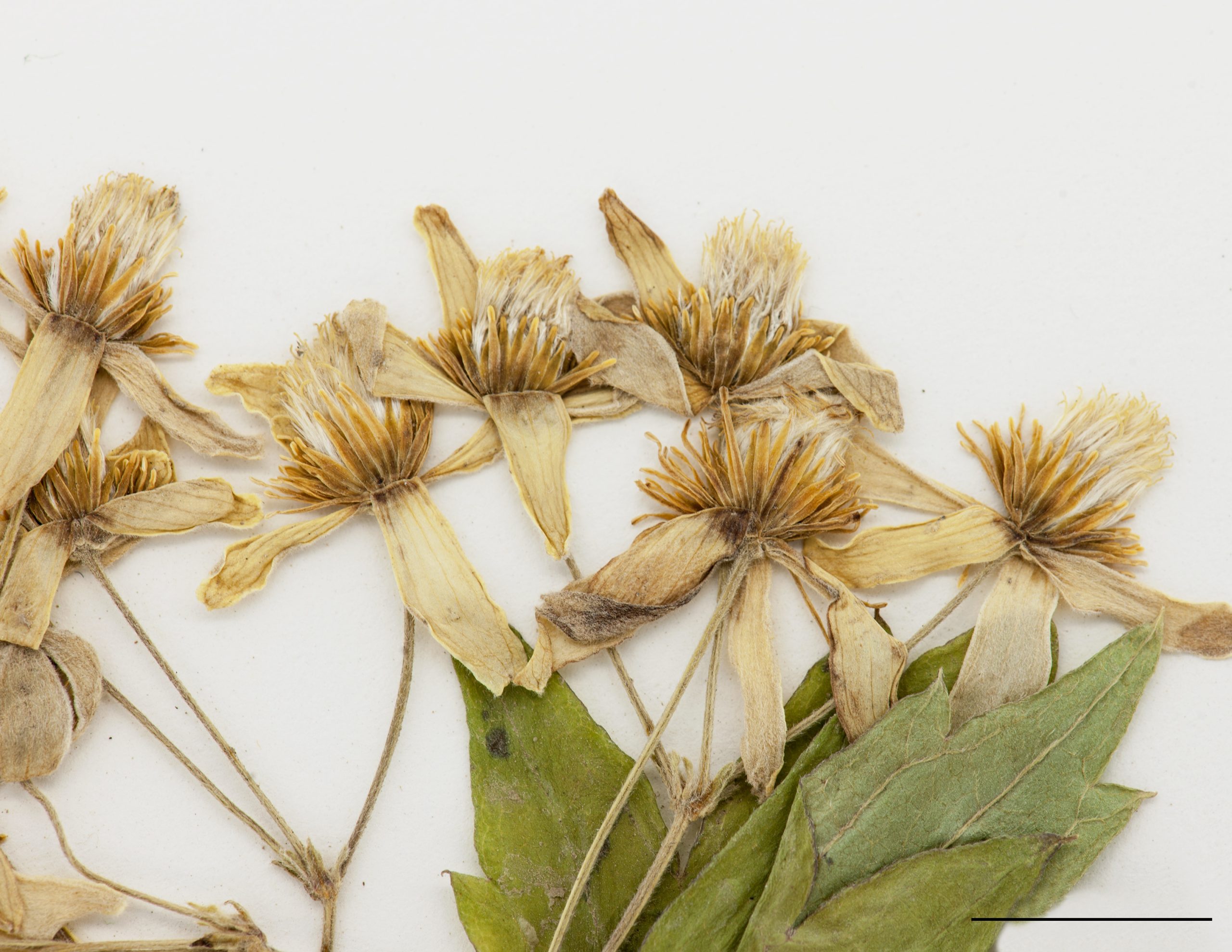 Fleurs,sépales blanches (pétales absentes)
