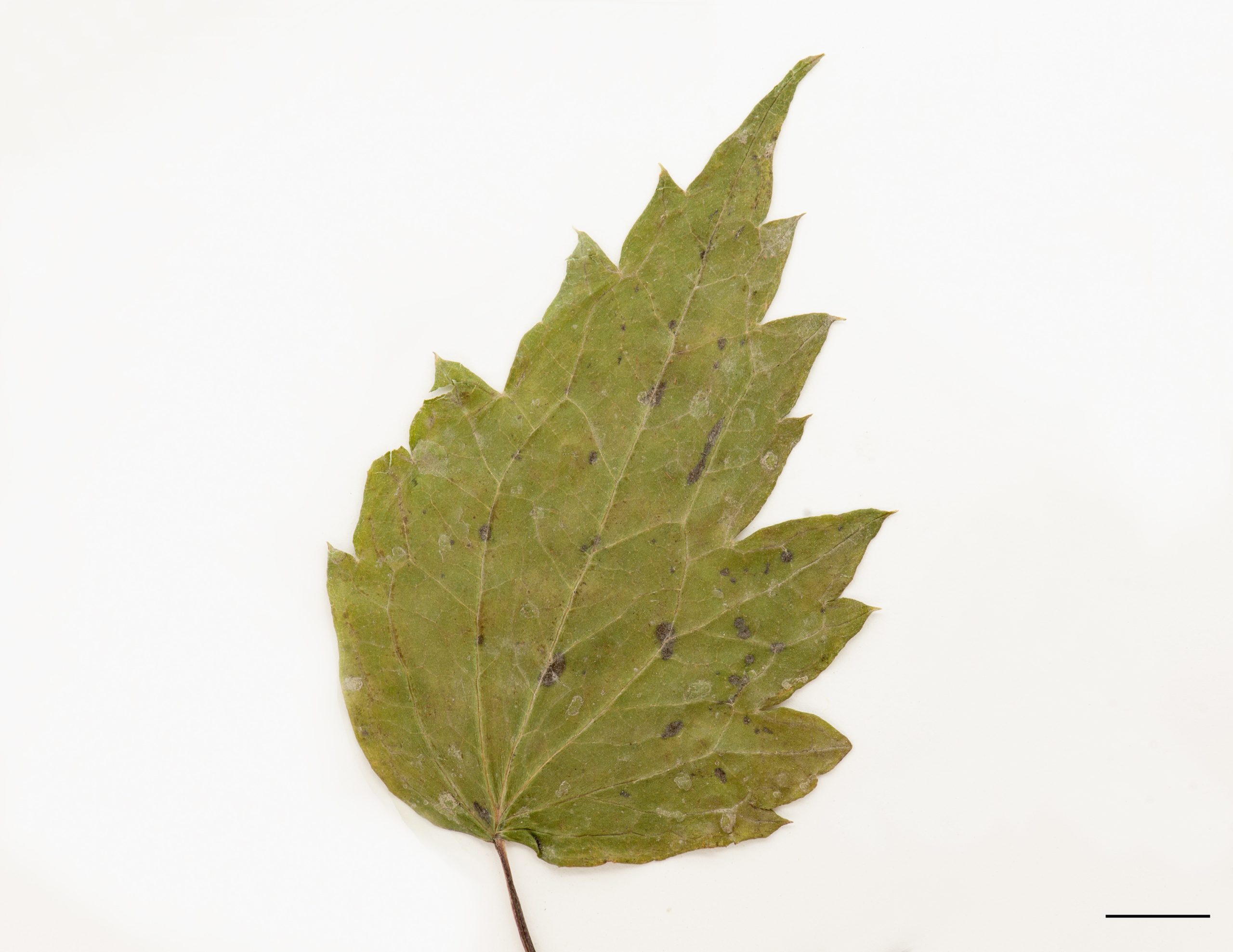 Foliole largement ovées, marge dentée