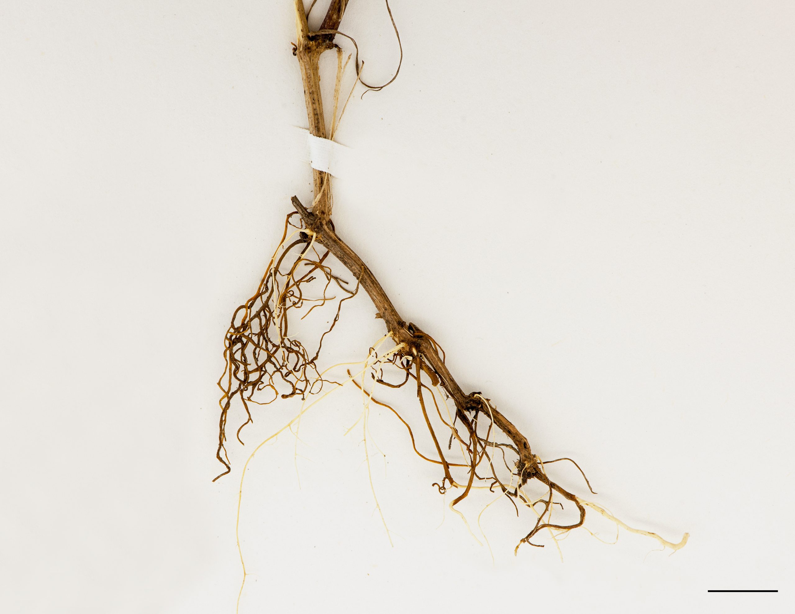 Racines et rhizome